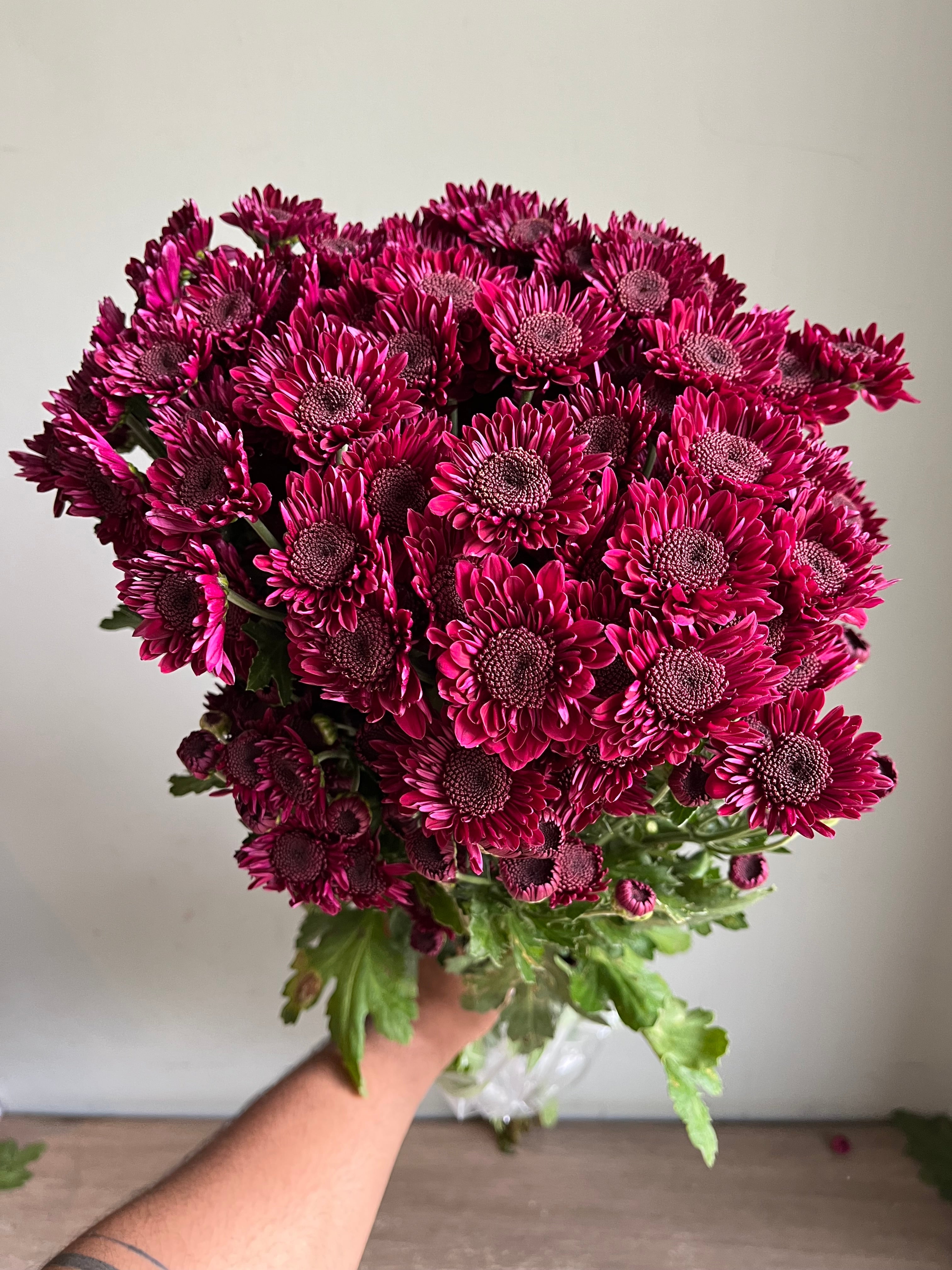 Chrysanthemum