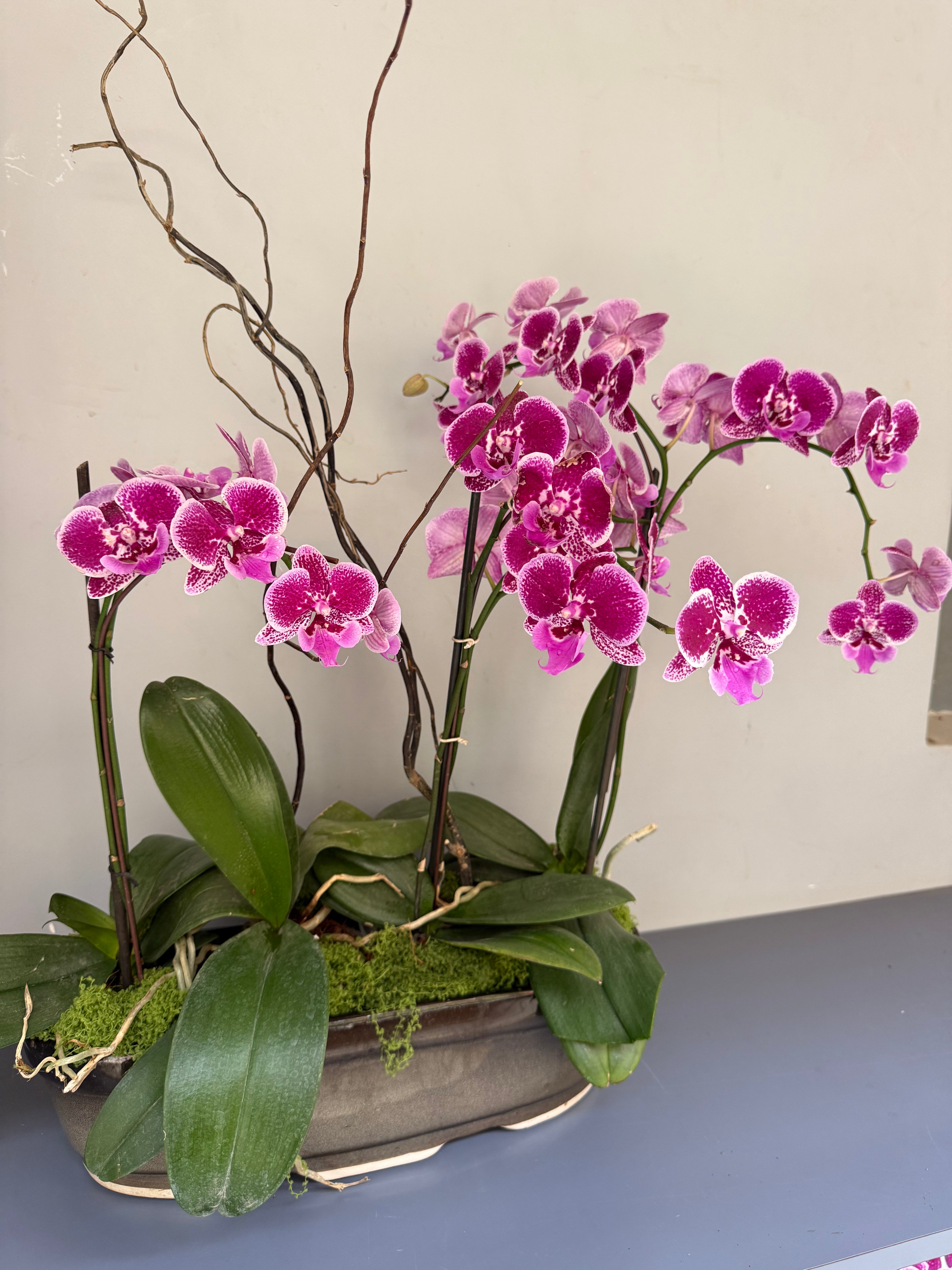 Phalaenopsis Plants - Pink Striped