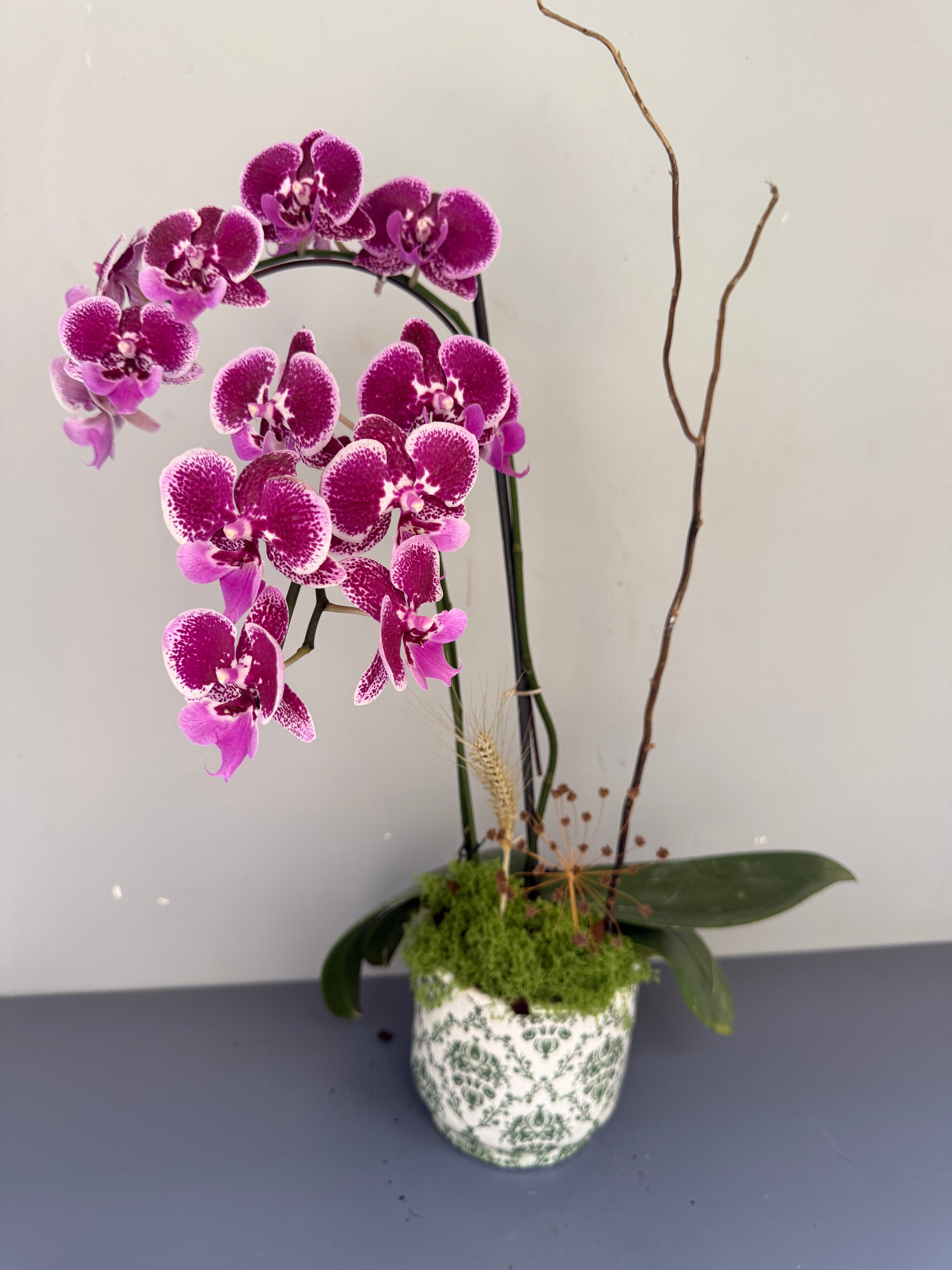 Phalaenopsis Plants - Pink Striped