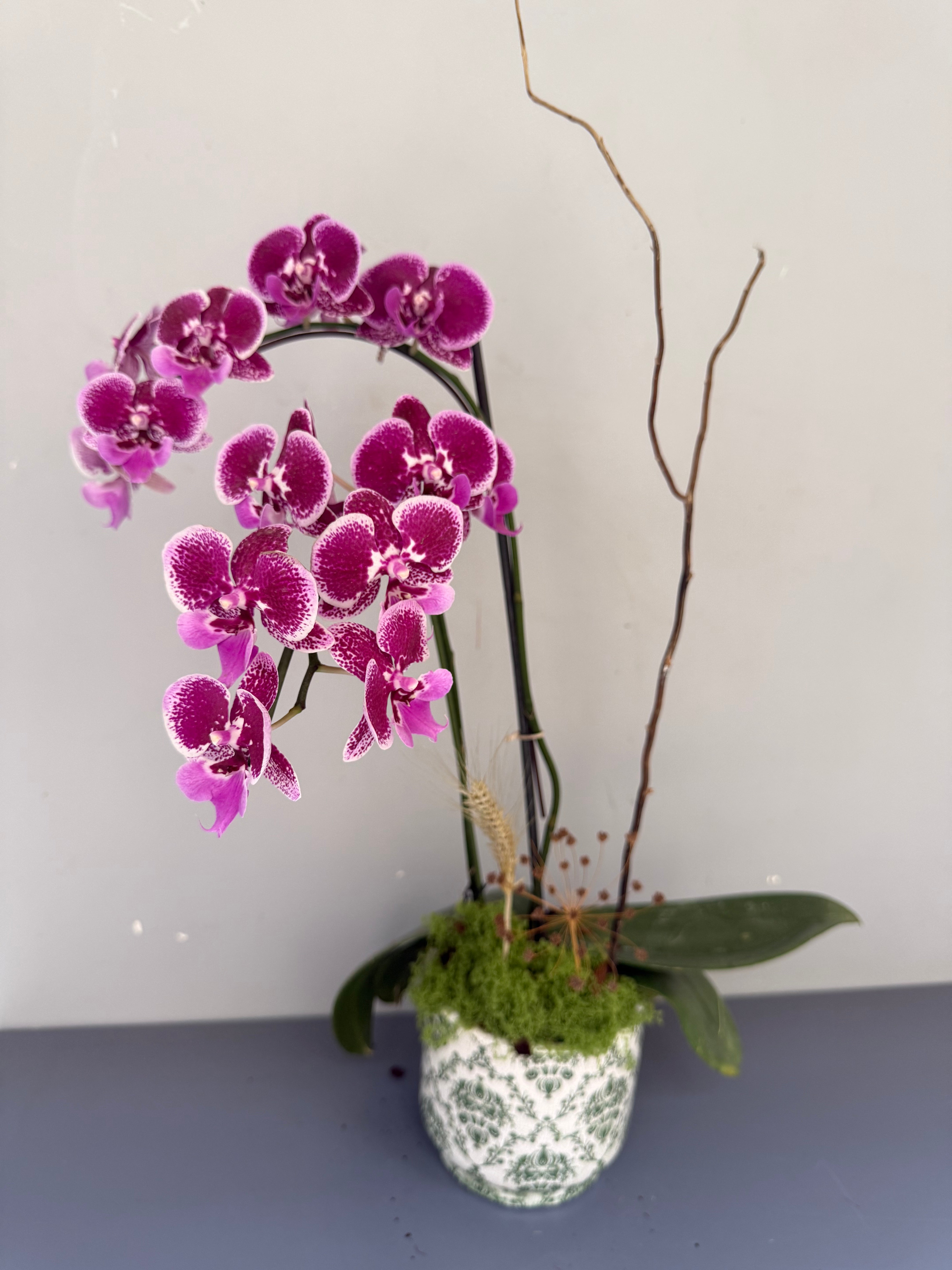 Phalaenopsis Plants - Pink Striped