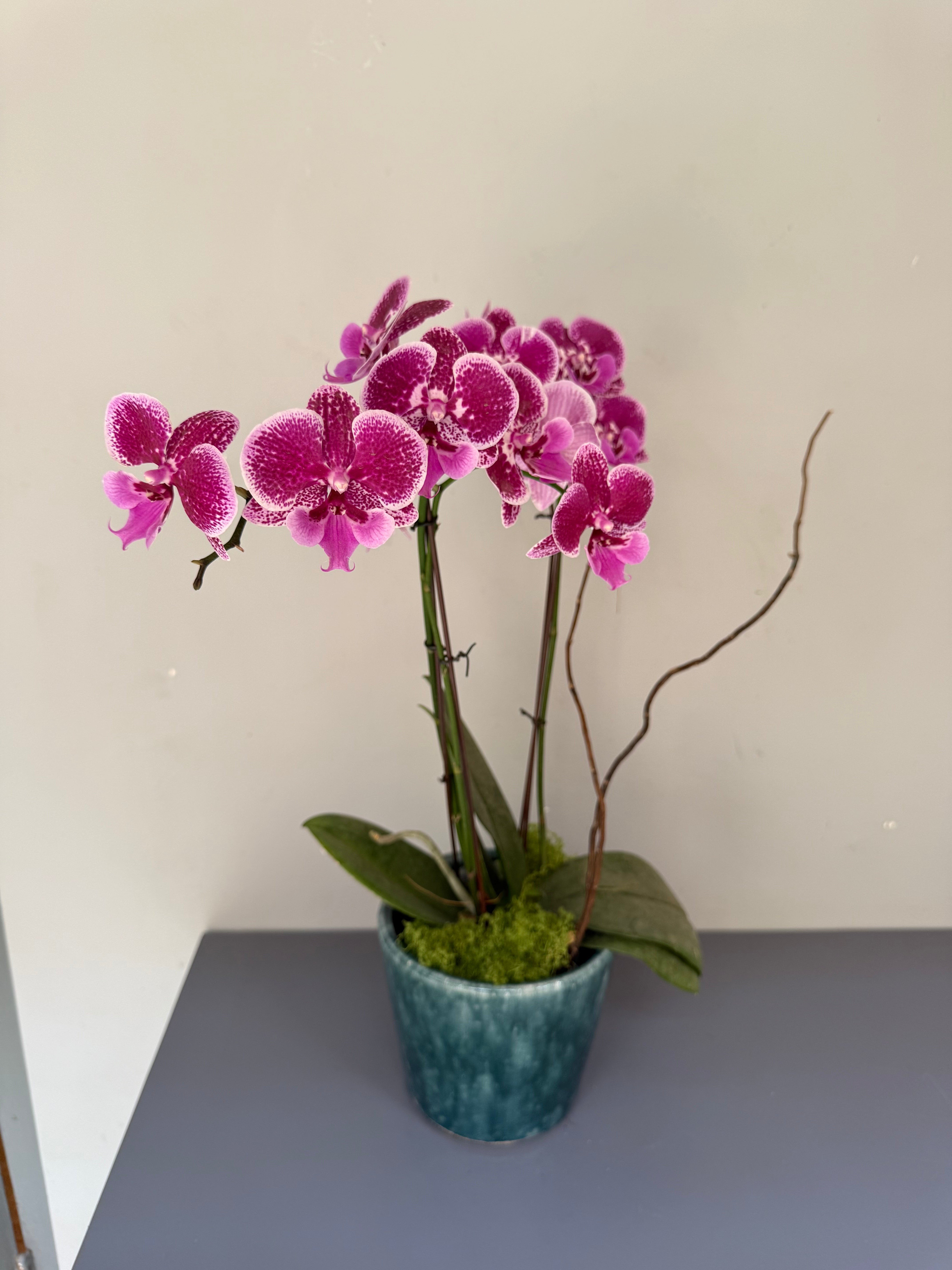 Phalaenopsis Plants - Pink Striped