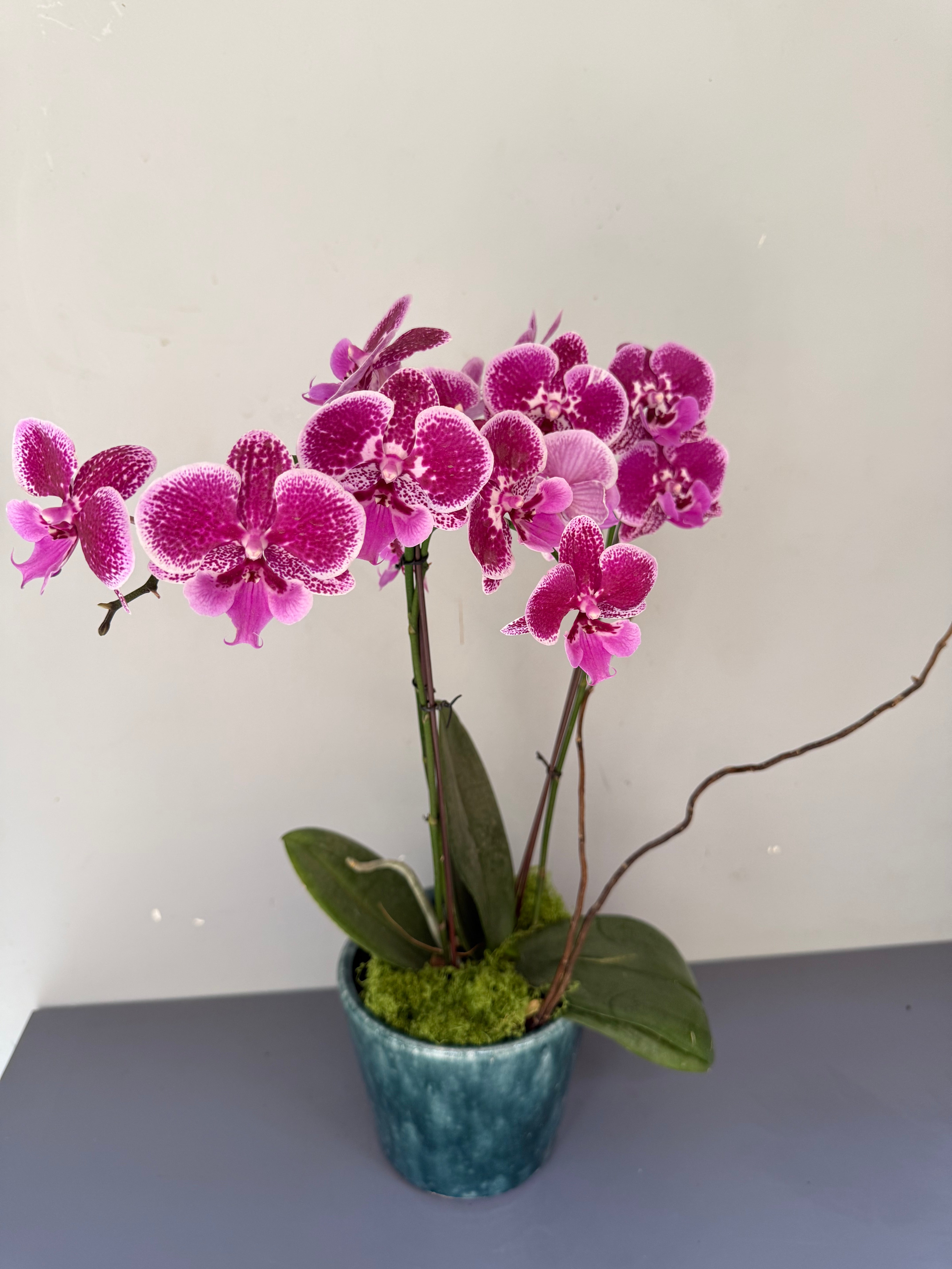 Phalaenopsis Plants - Pink Striped