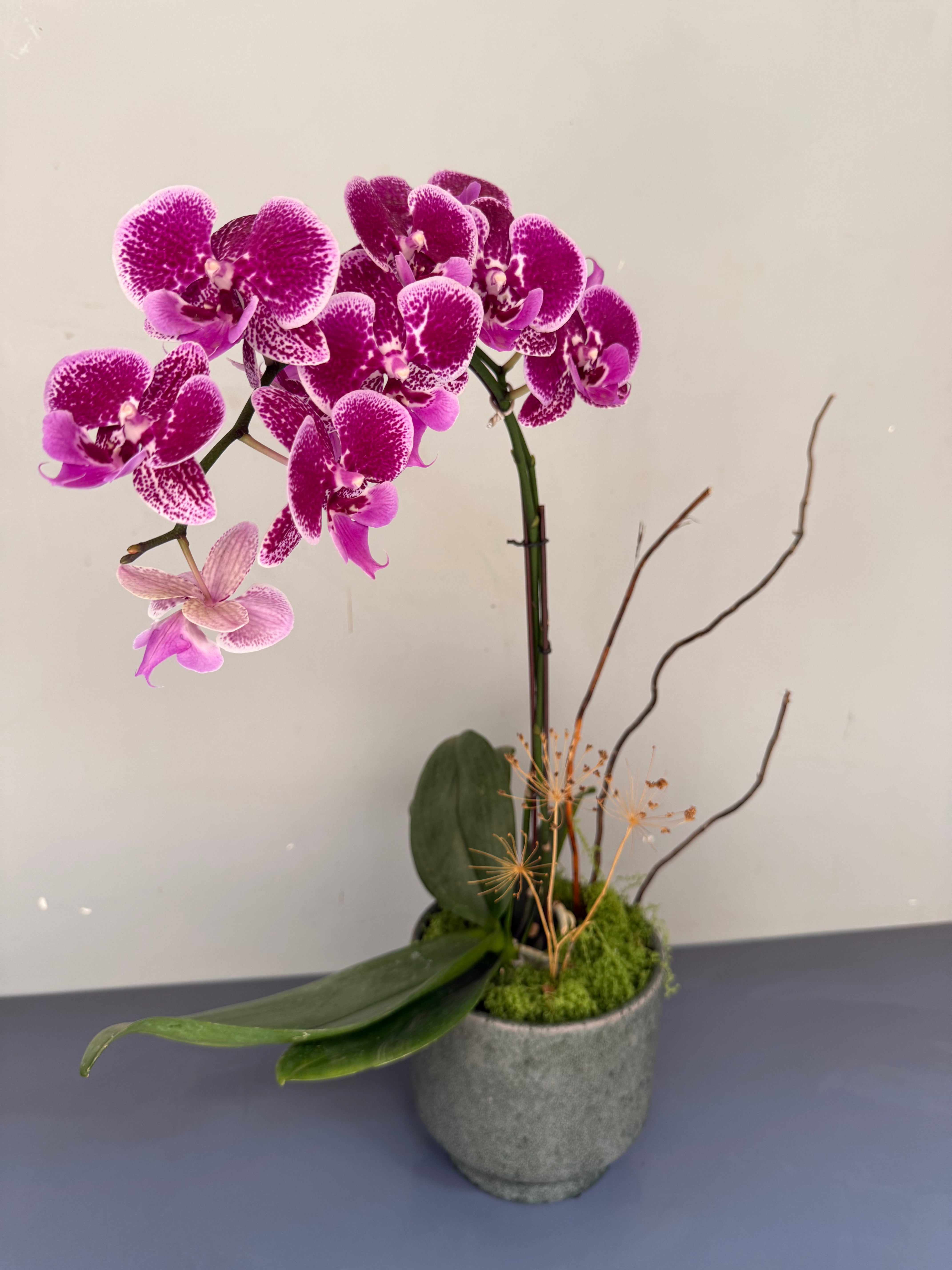 Phalaenopsis Plants - Pink Striped
