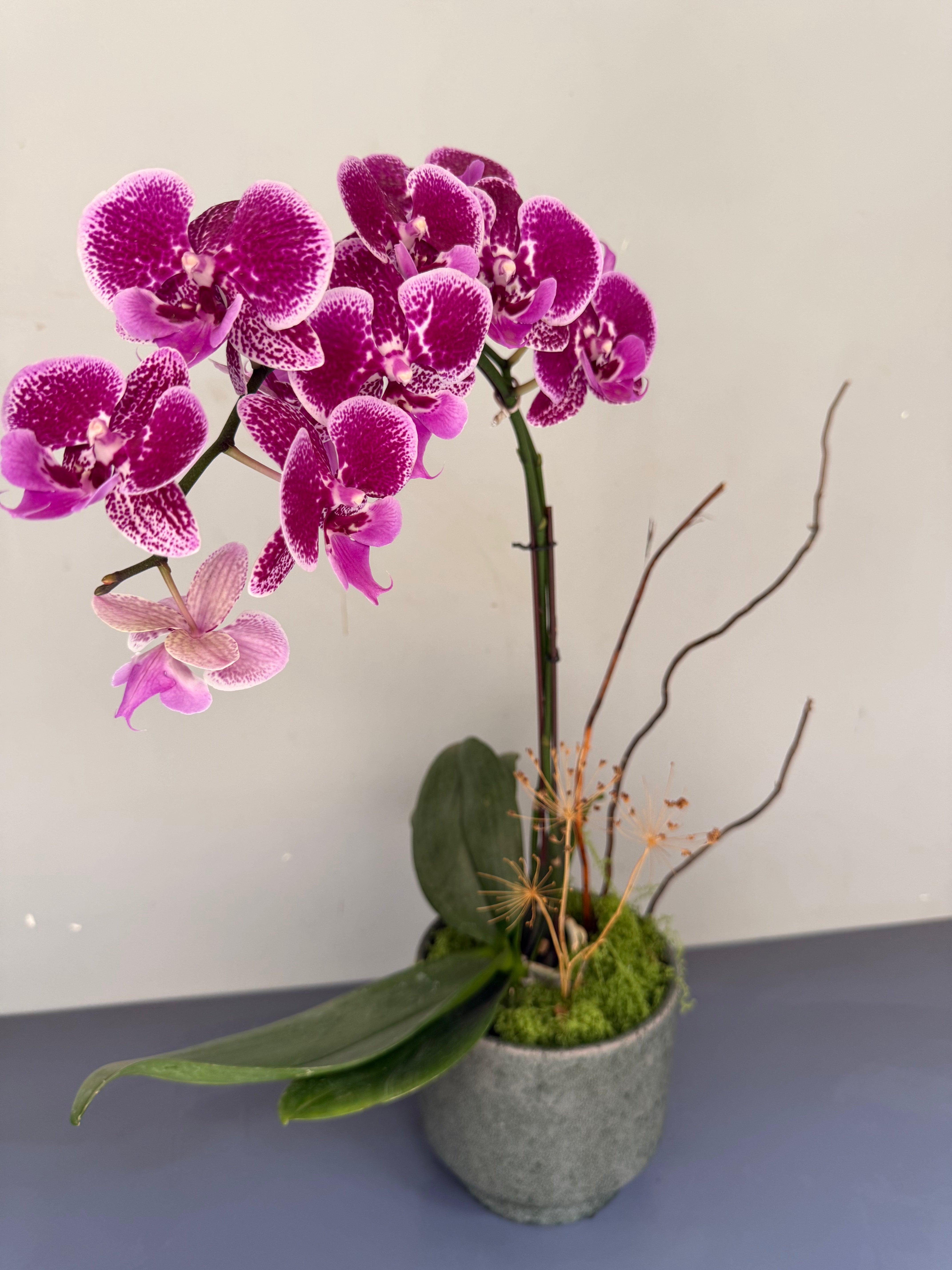 Phalaenopsis Plants - Pink Striped