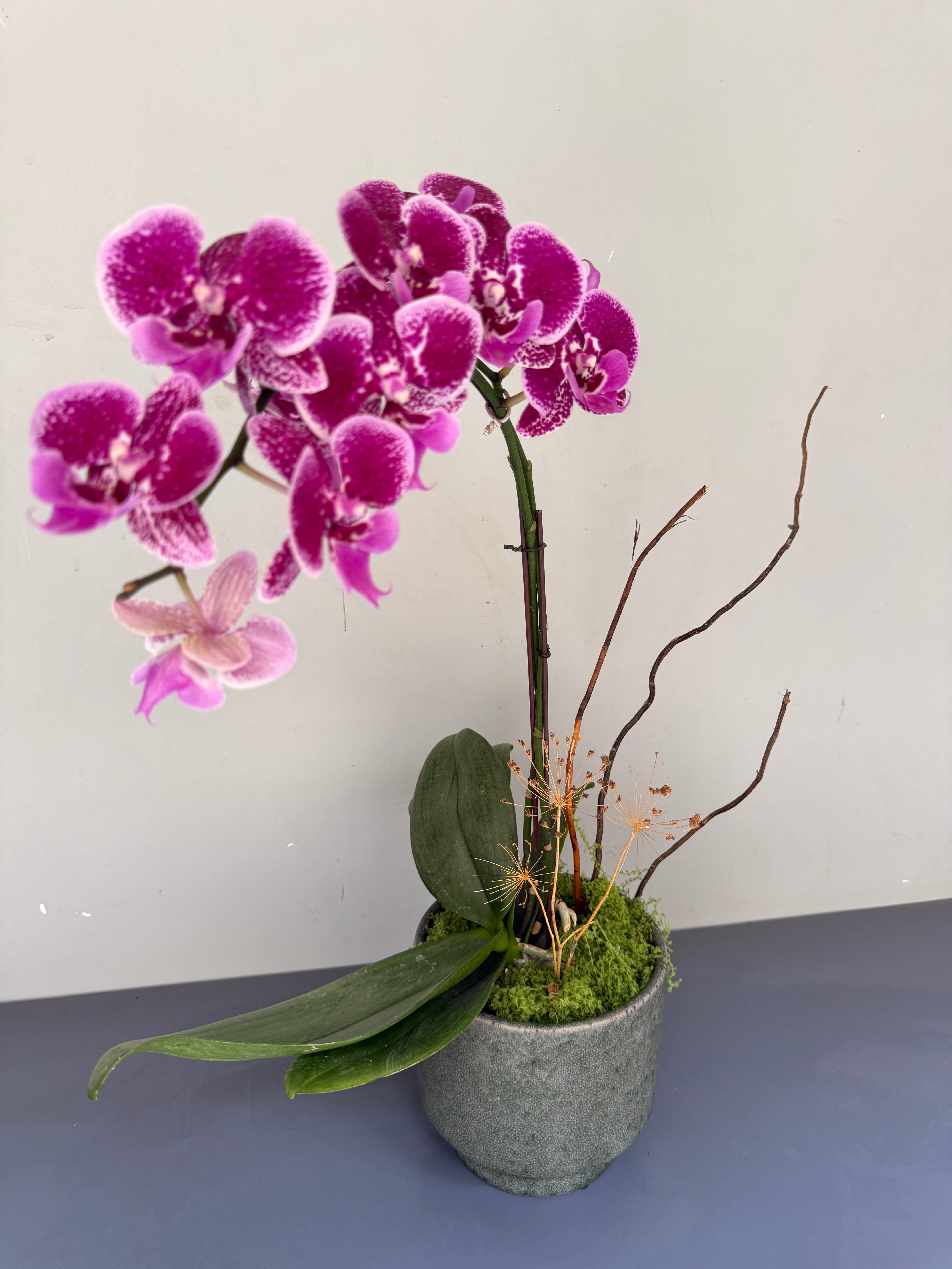 Phalaenopsis Plants - Pink Striped