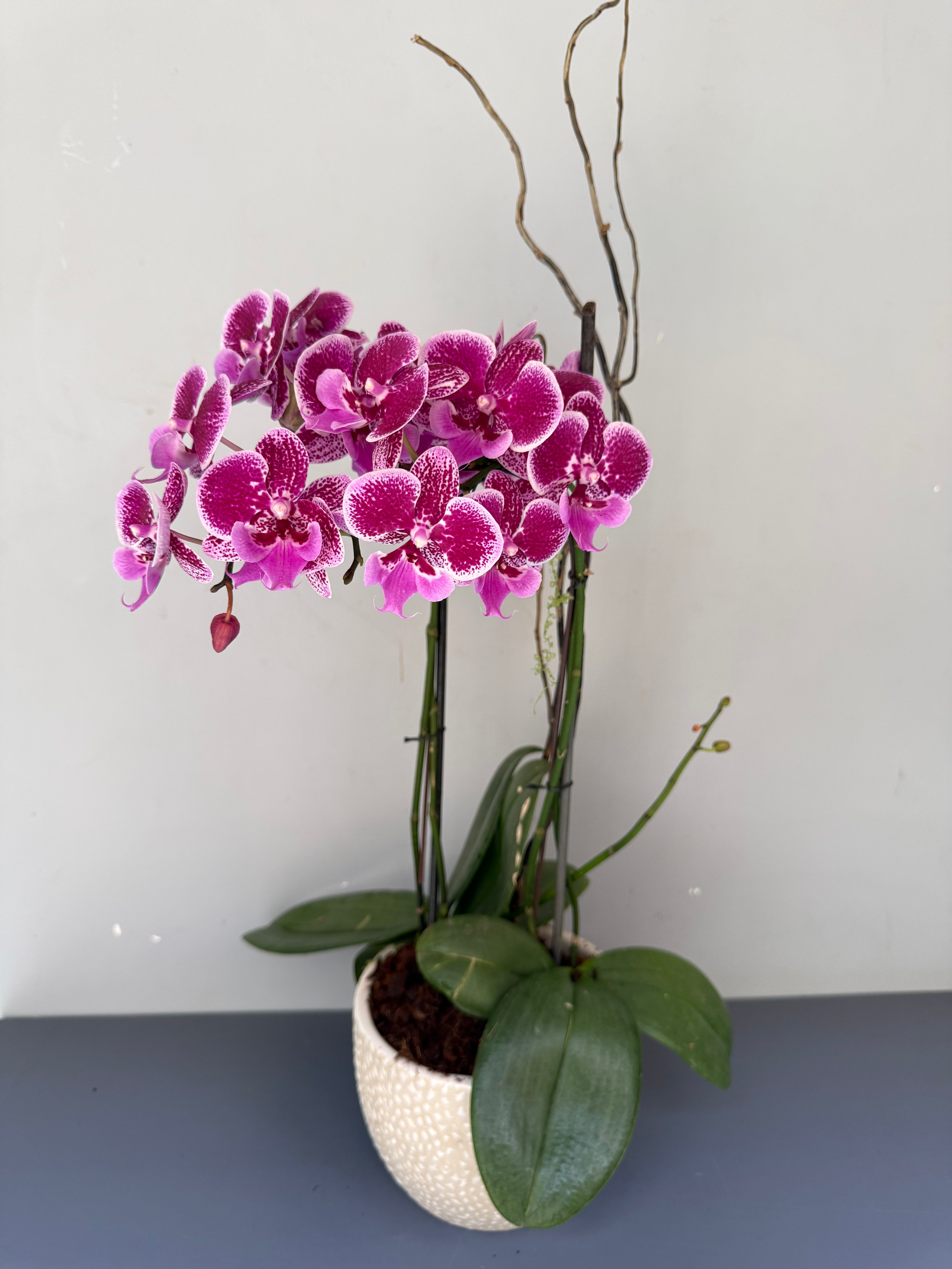 Phalaenopsis Plants - Pink Striped