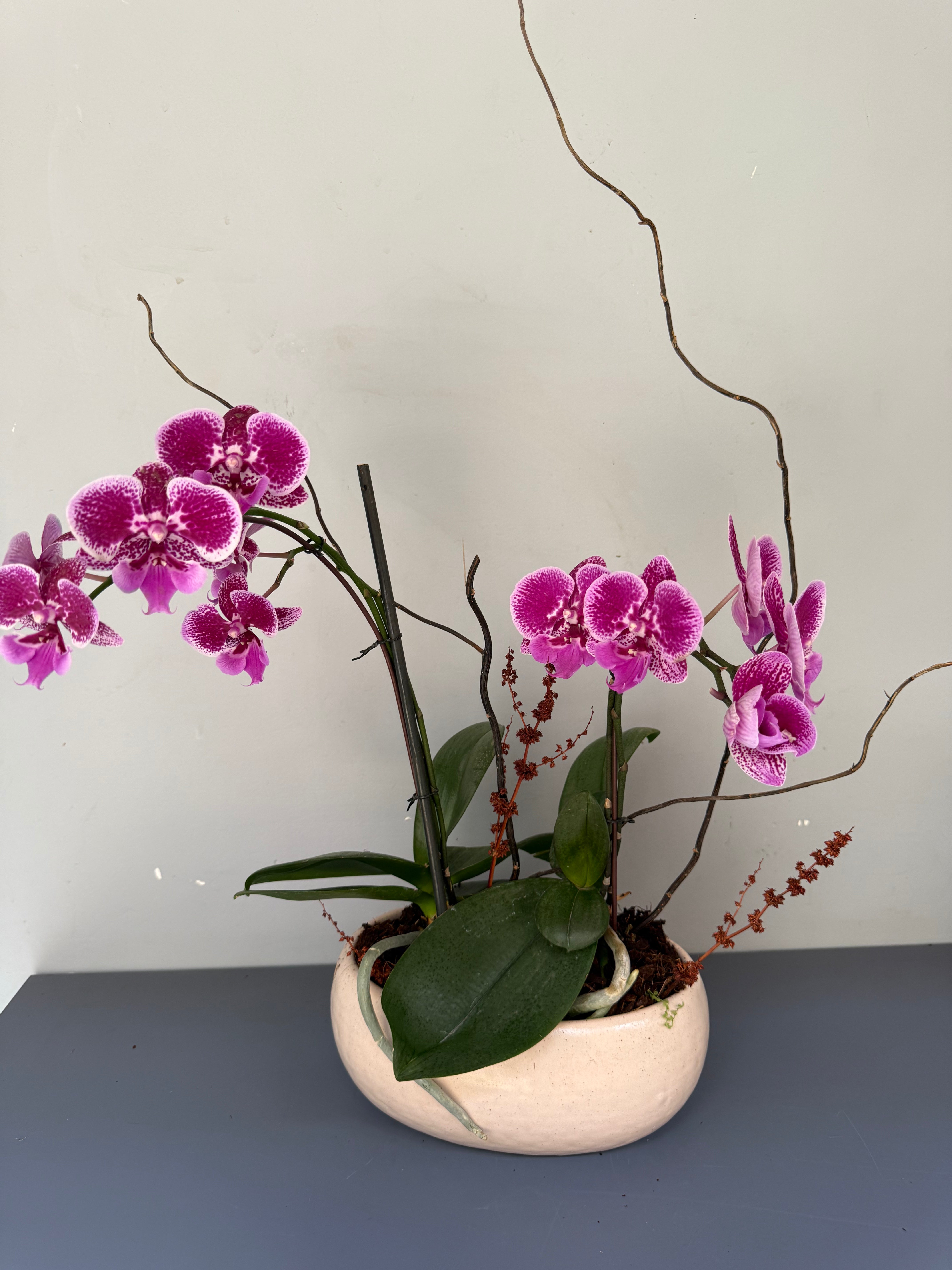 Phalaenopsis Plants - Pink Striped