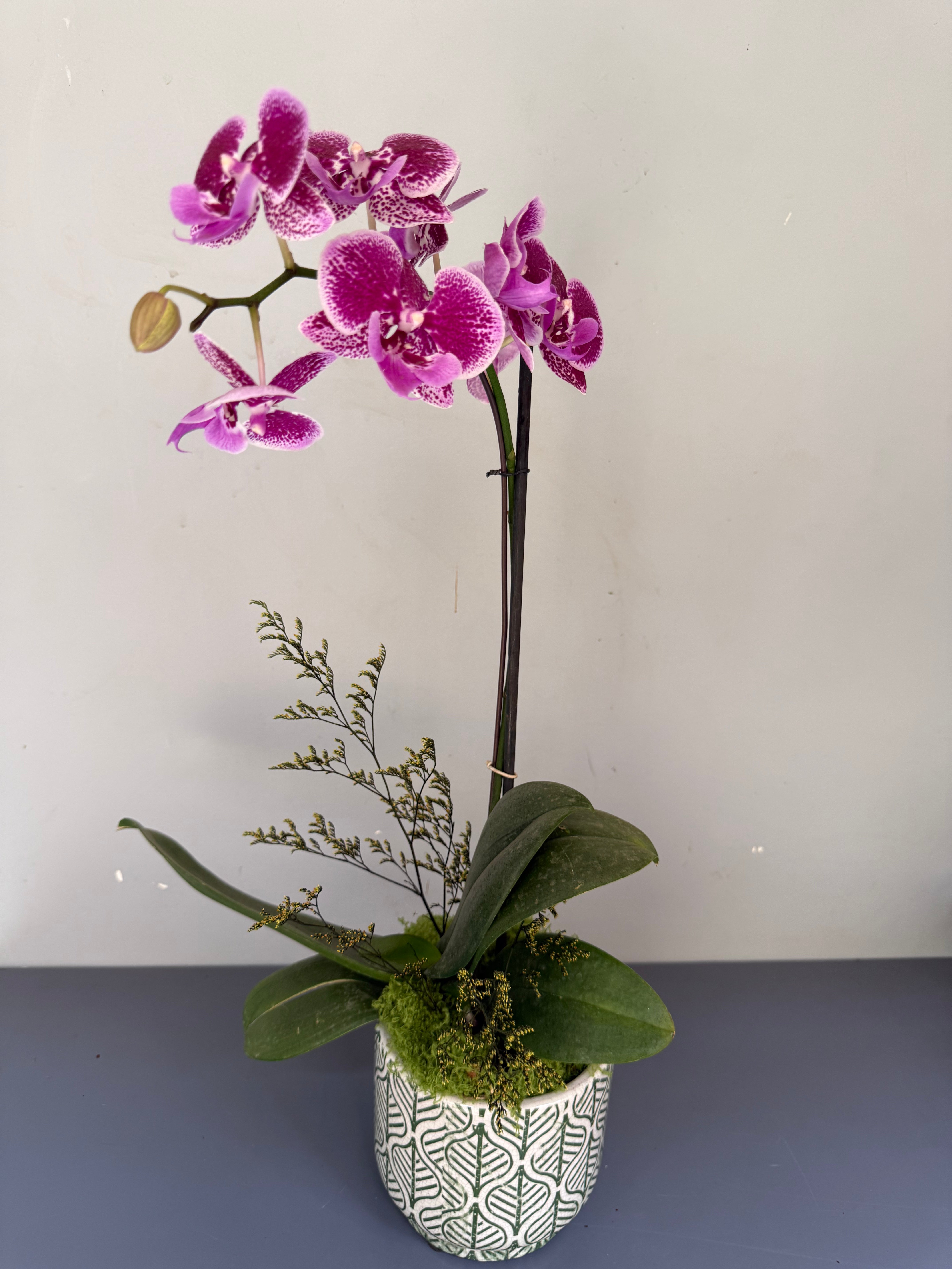Phalaenopsis Plants - Pink Striped