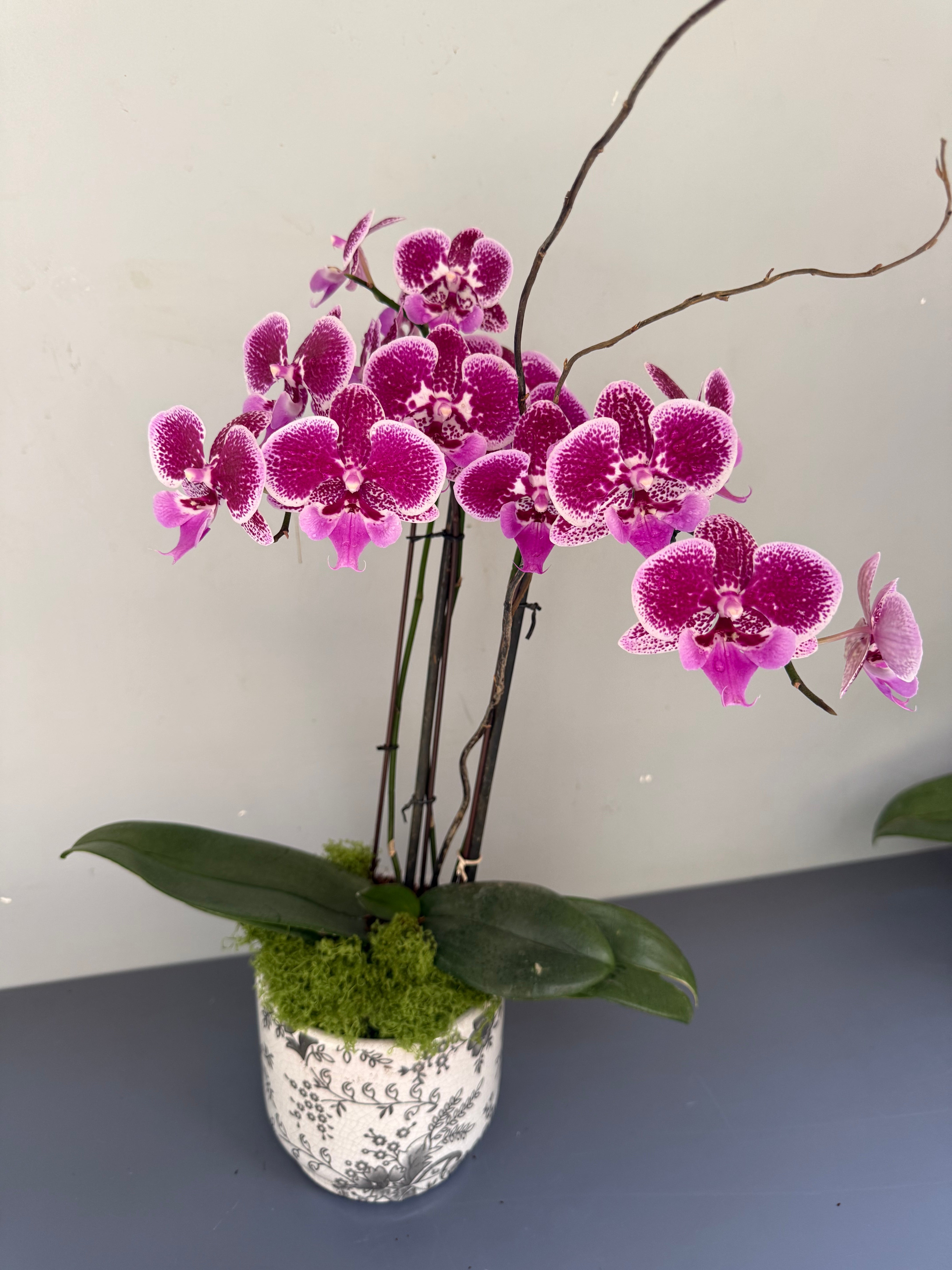 Phalaenopsis Plants - Pink Striped