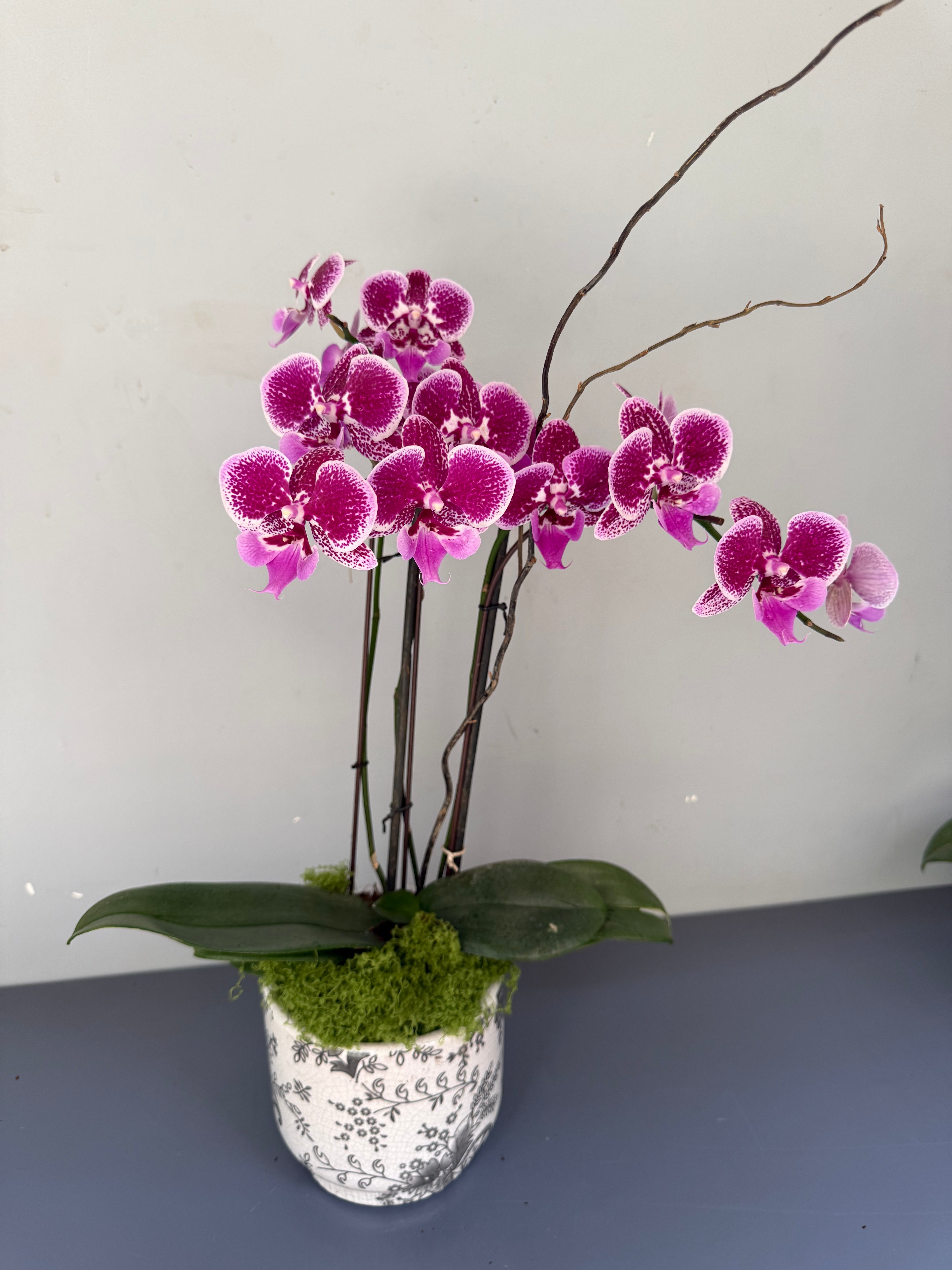 Phalaenopsis Plants - Pink Striped