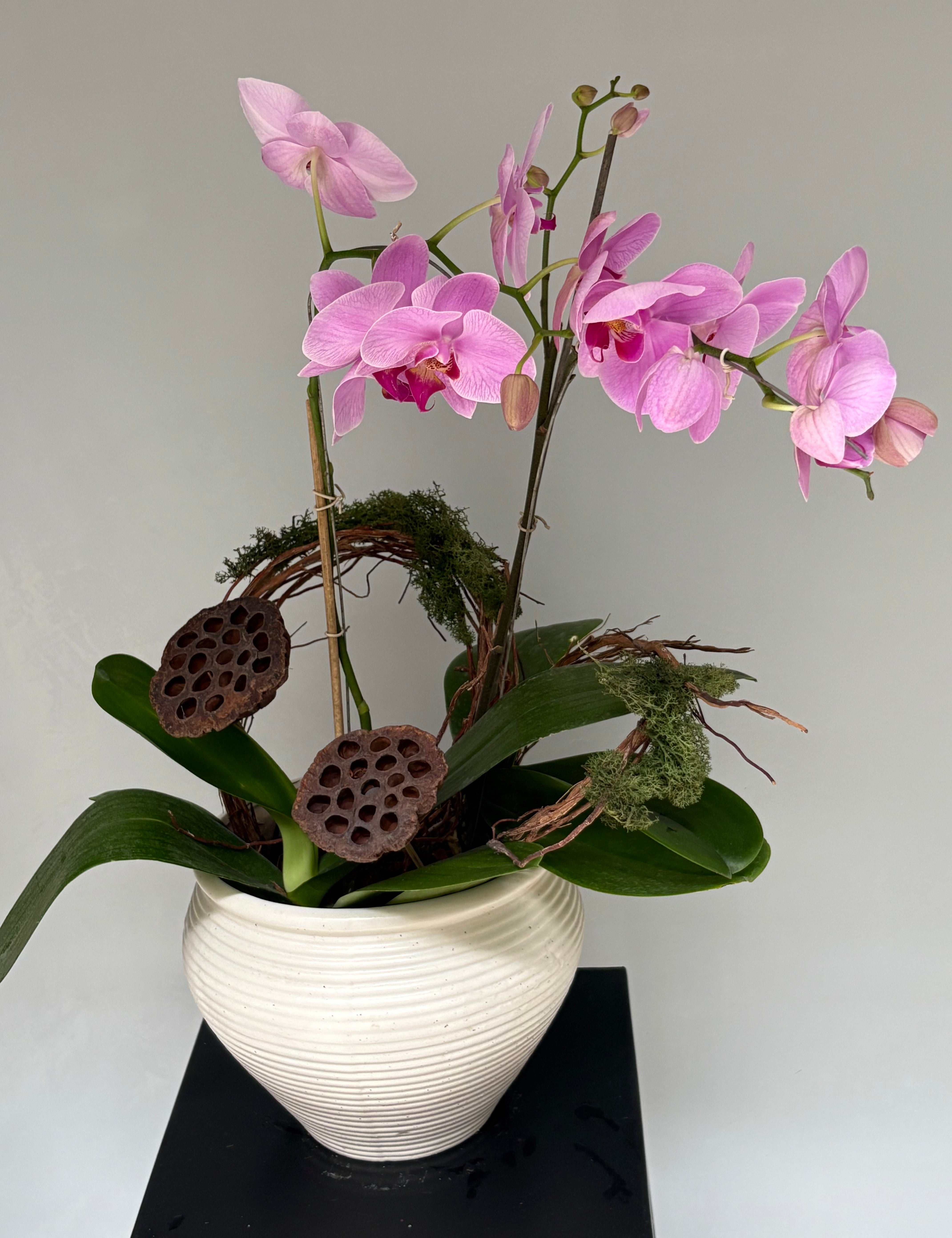 Phalaenopsis pots