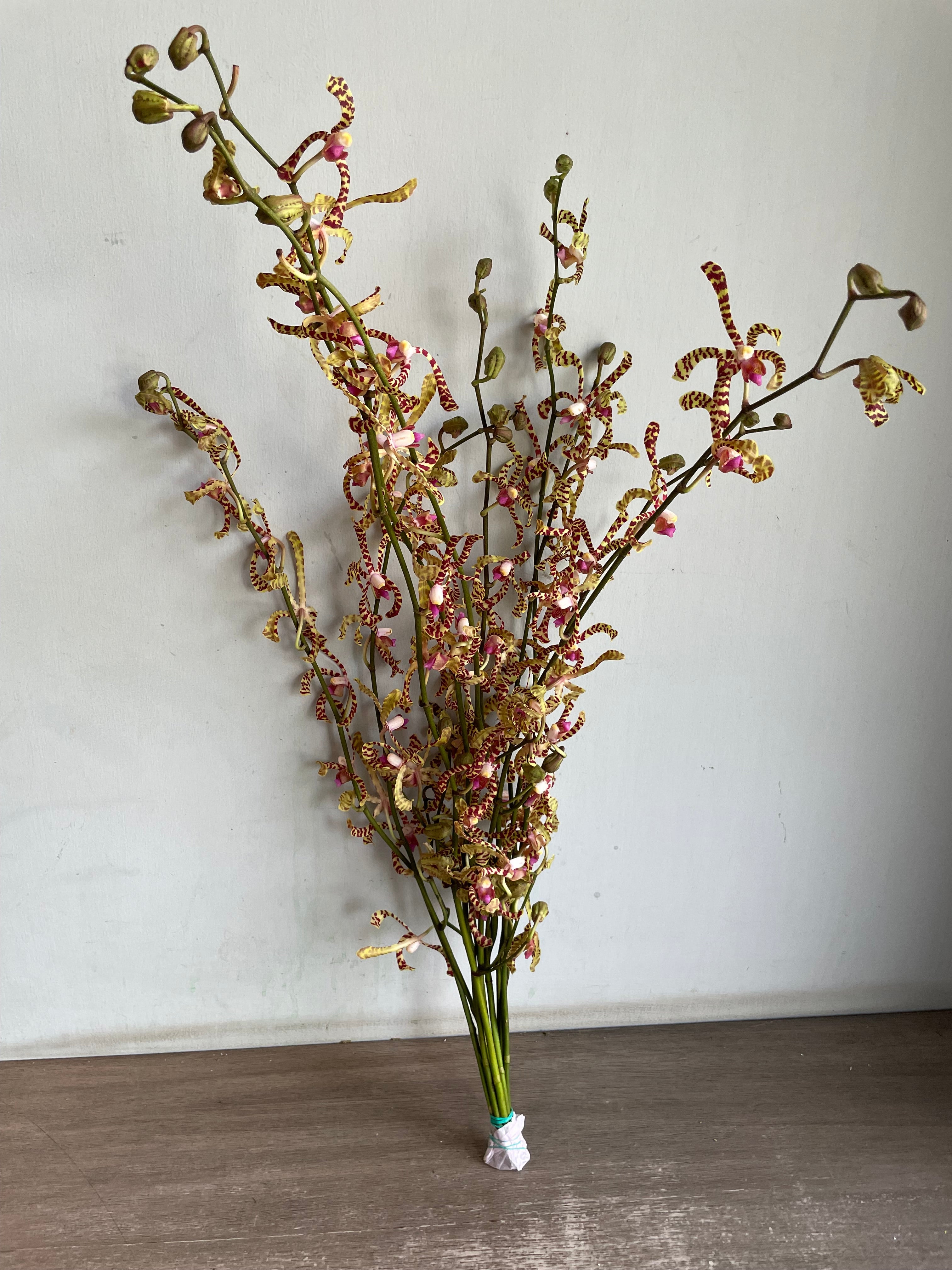 Arachnis Orchid