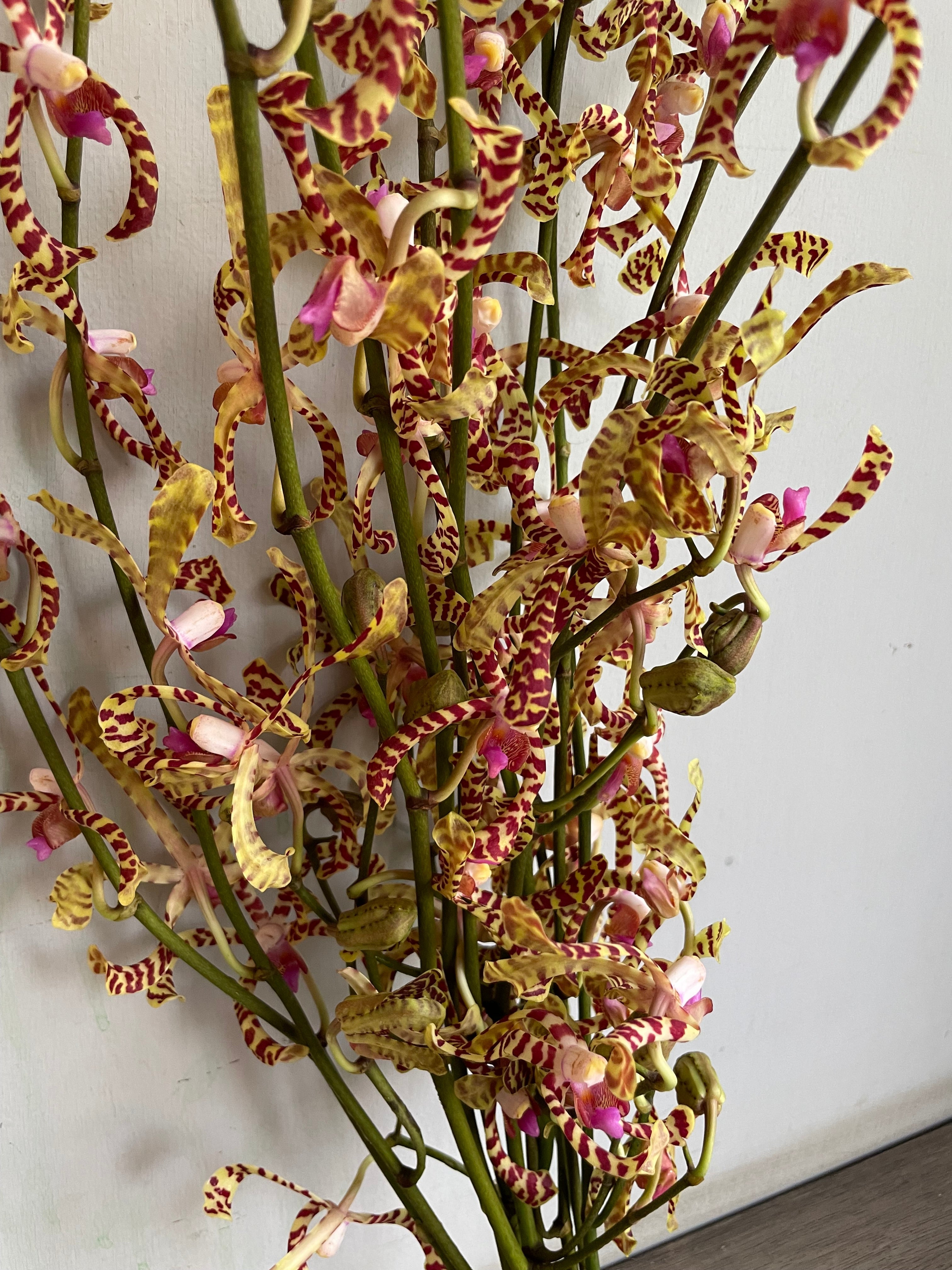 Arachnis Orchid