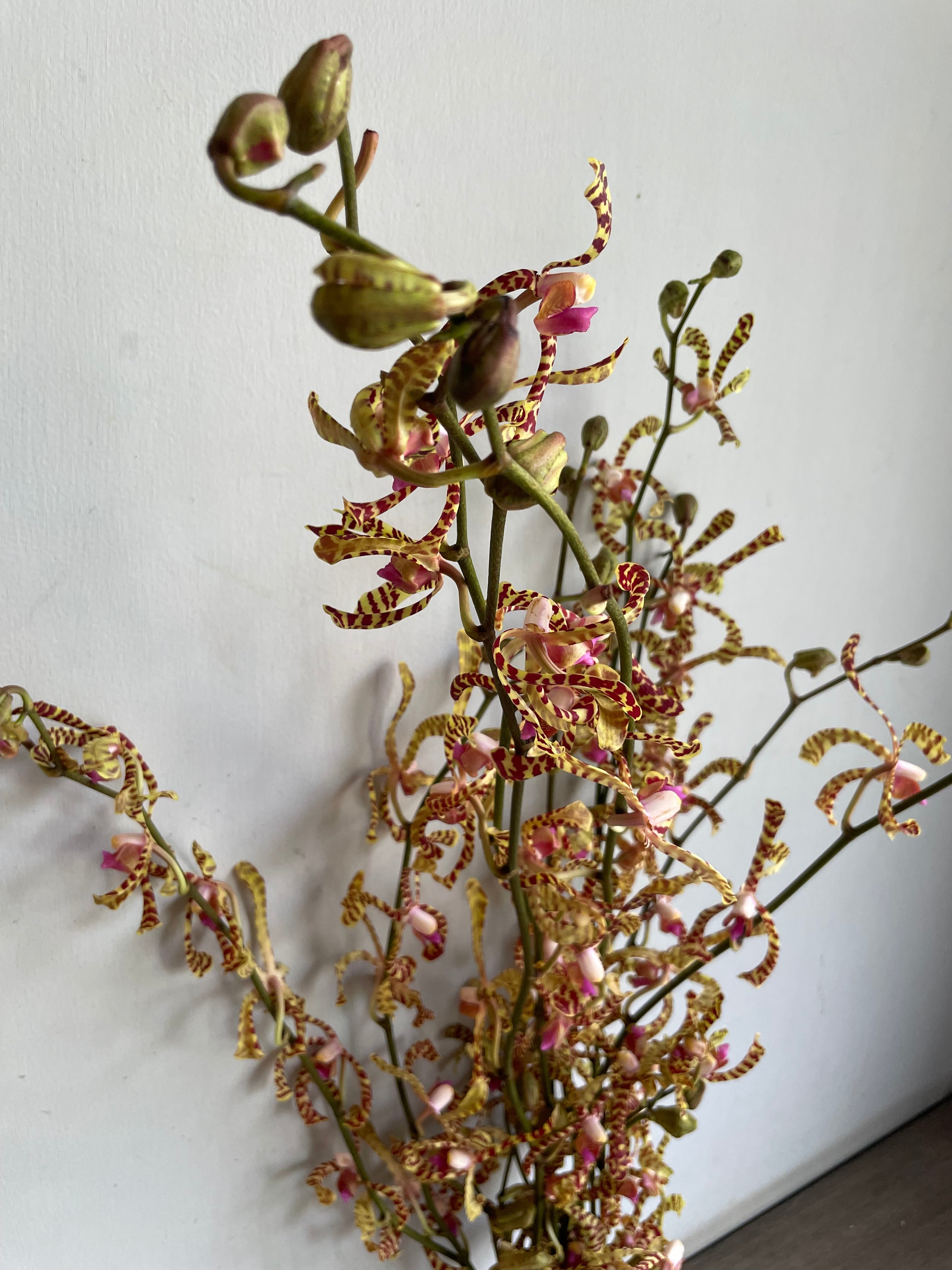 Arachnis Orchid