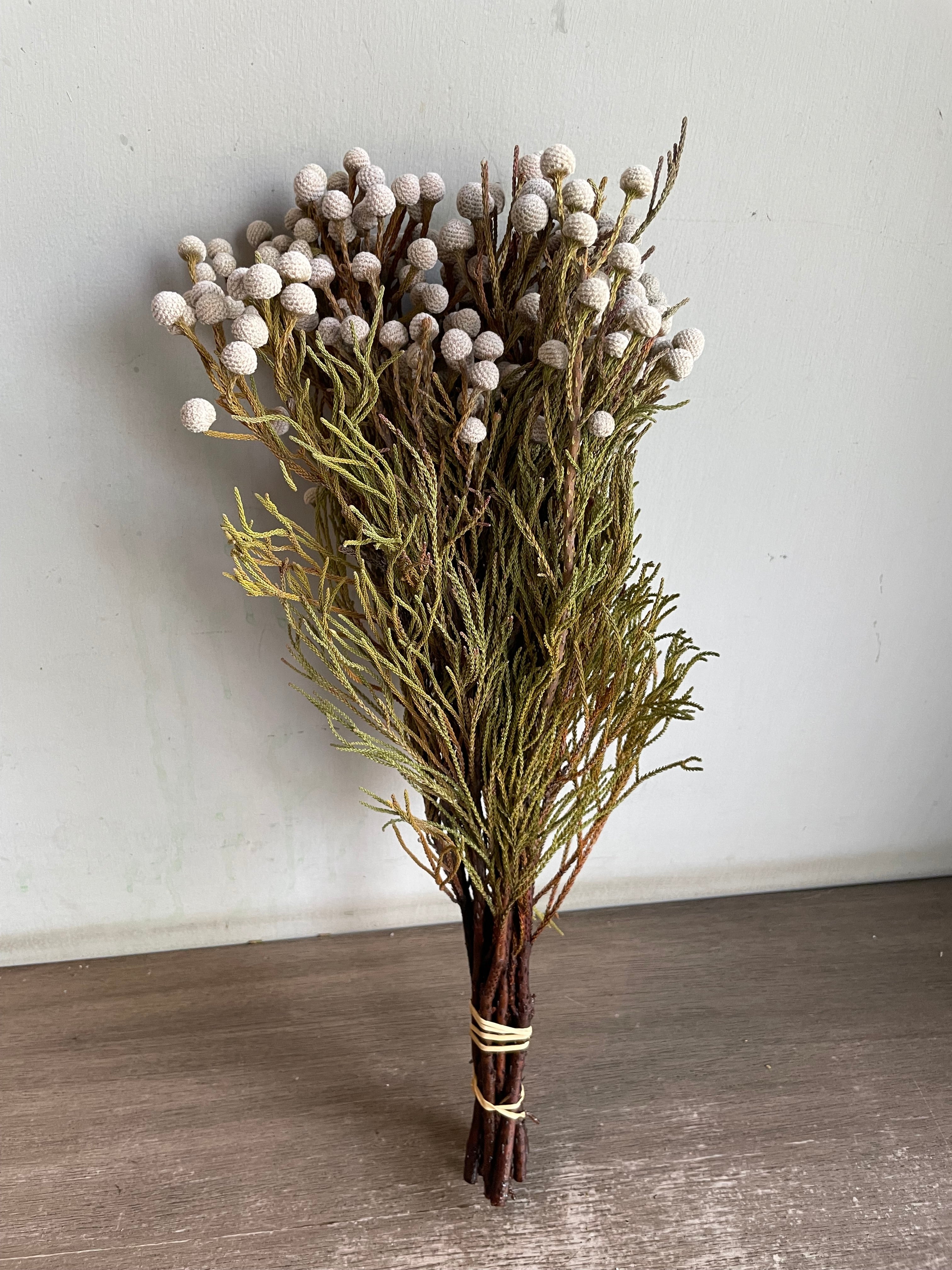 Silver Brunia