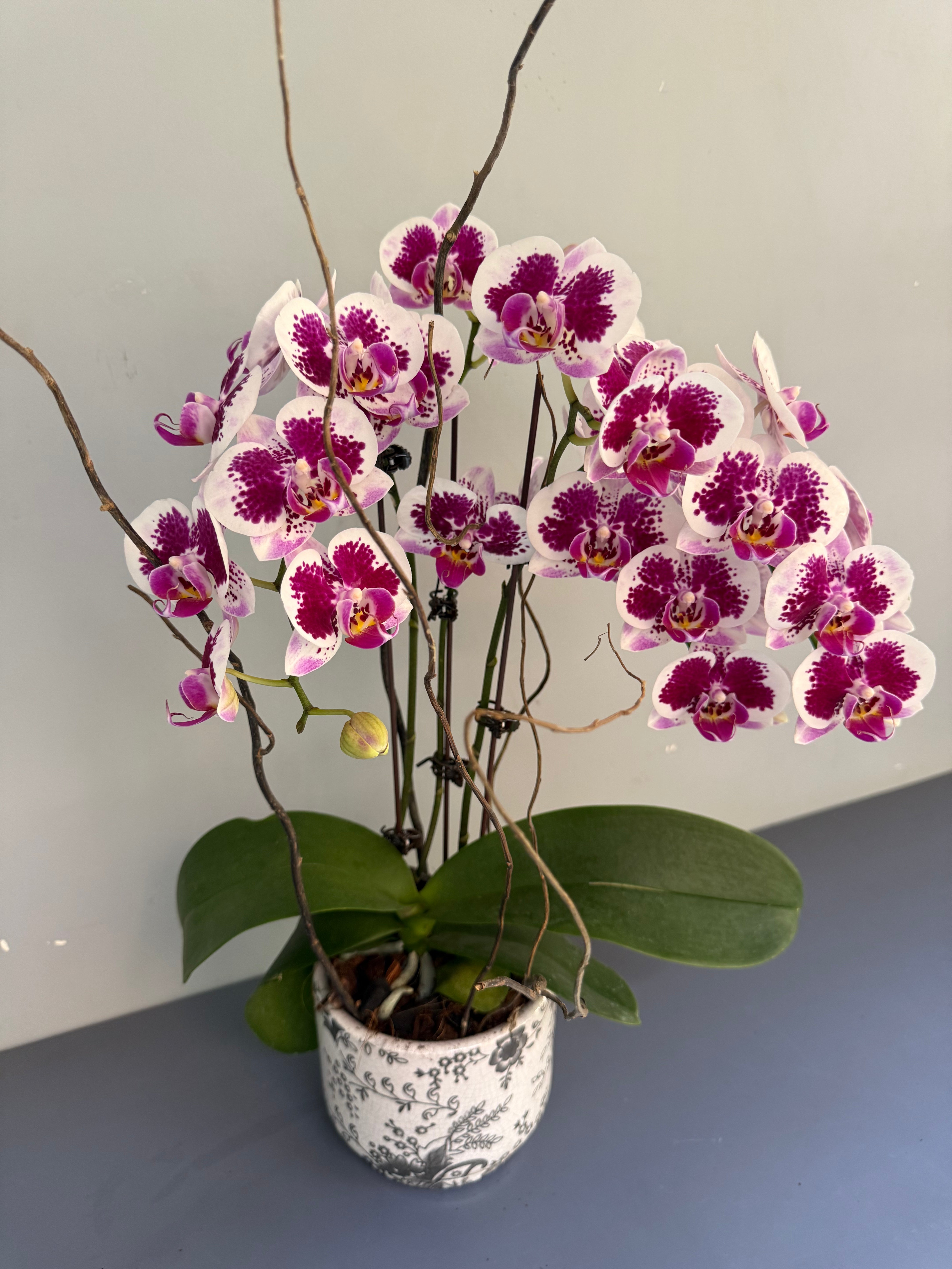 Phalaenopsis Plants - Pink Striped