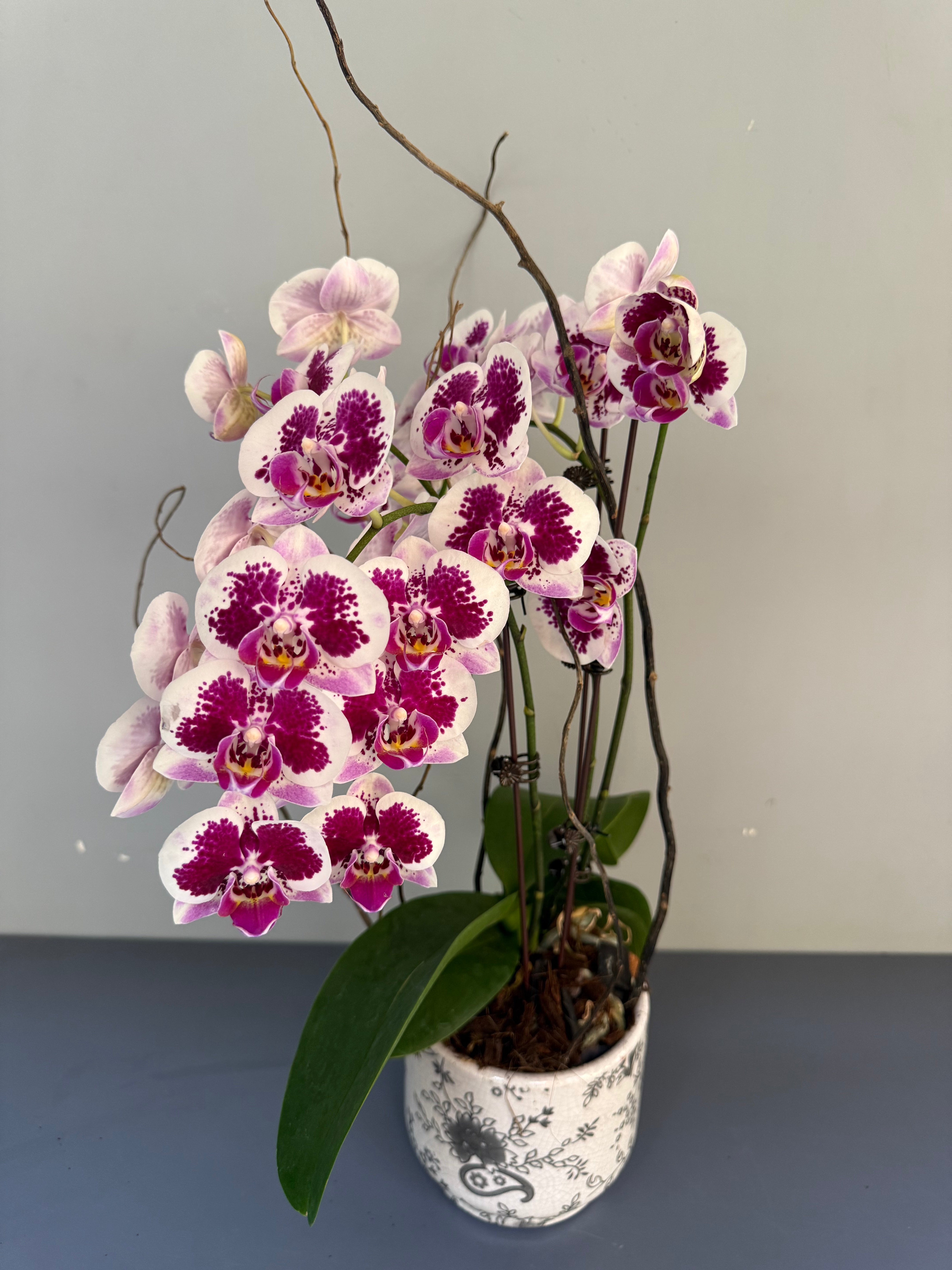 Phalaenopsis Plants - Pink Striped