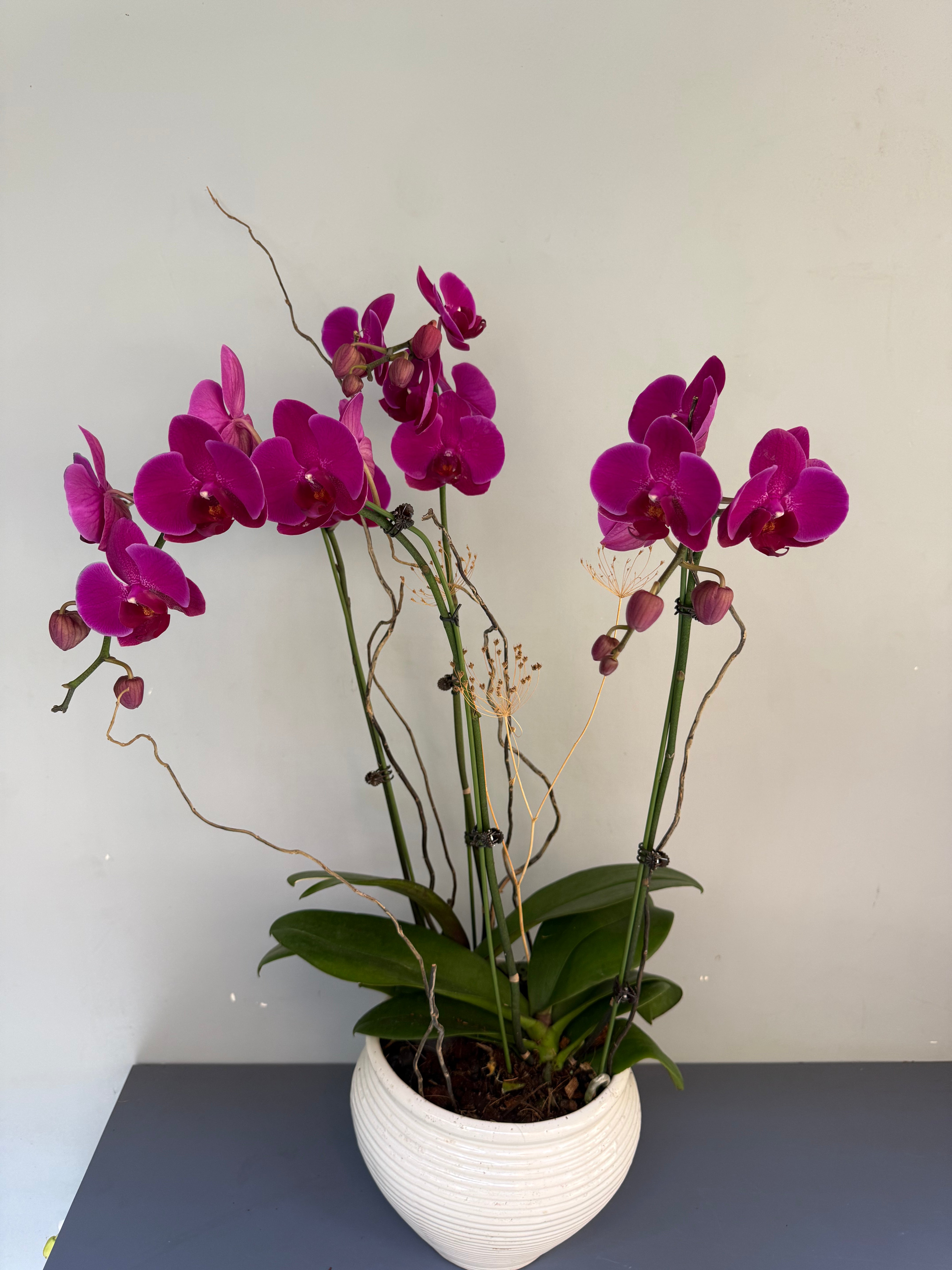 Phalaenopsis Plants - Pink Striped