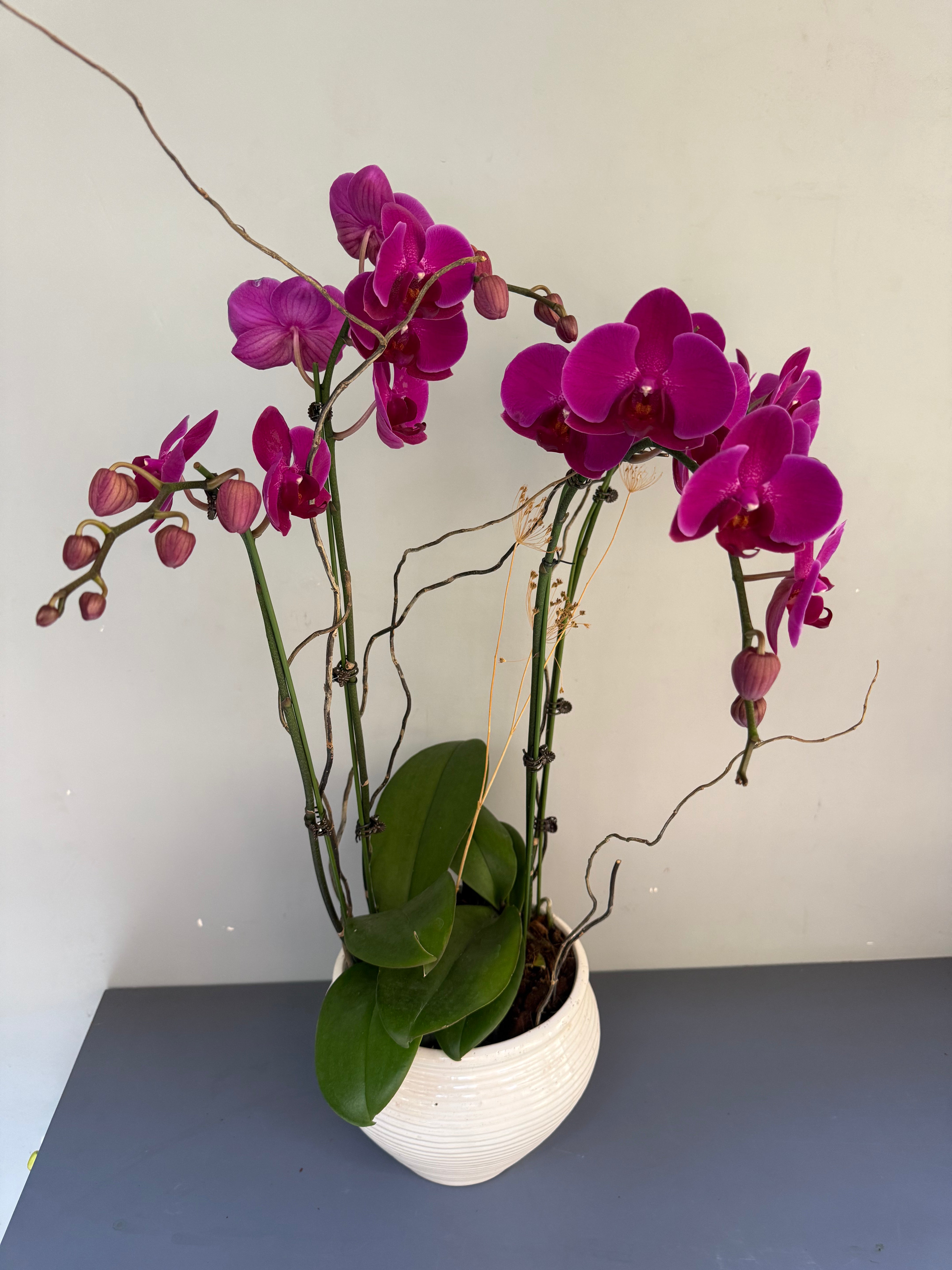 Phalaenopsis Plants - Pink Striped