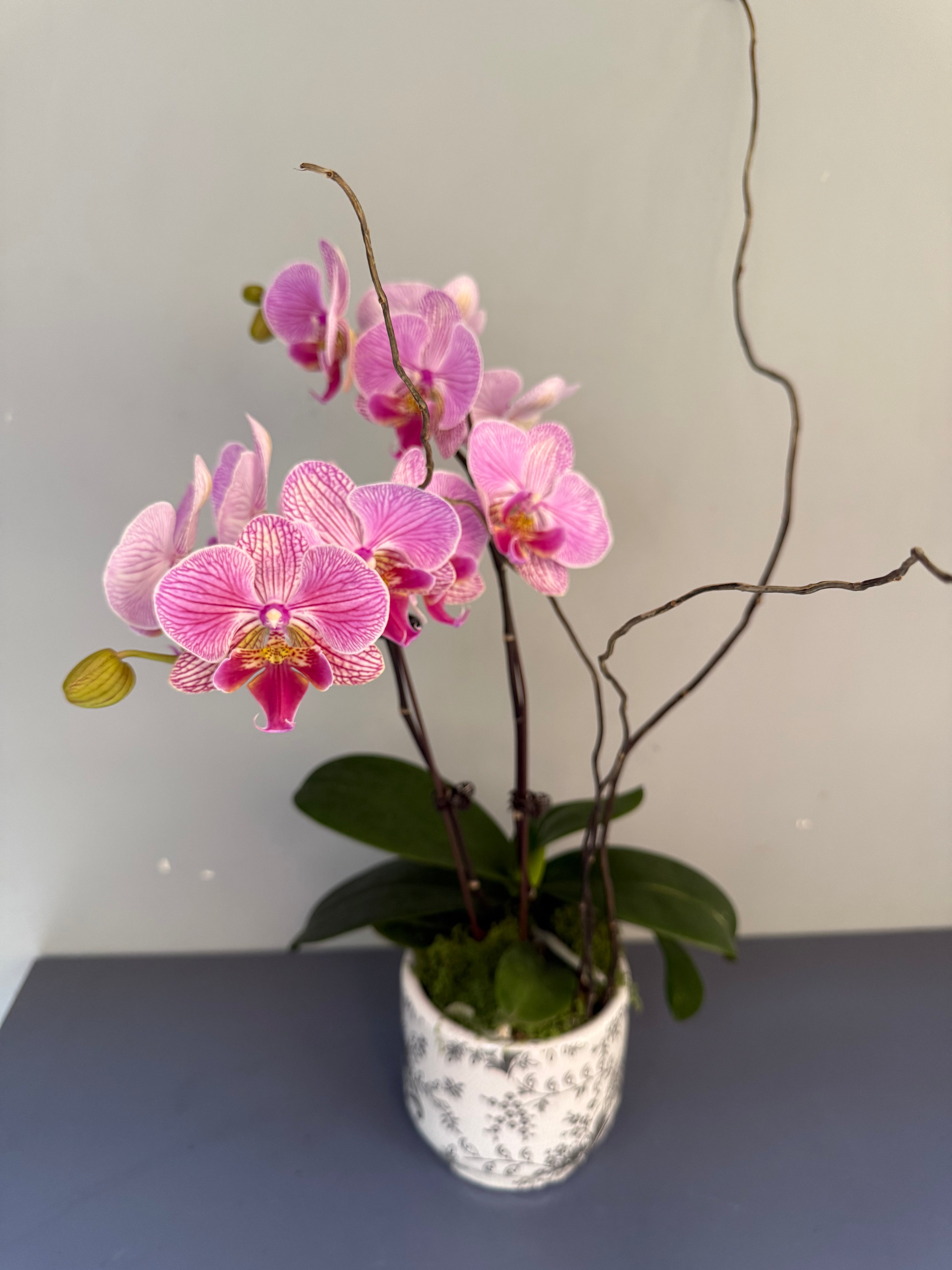 Phalaenopsis Plants - Pink Striped