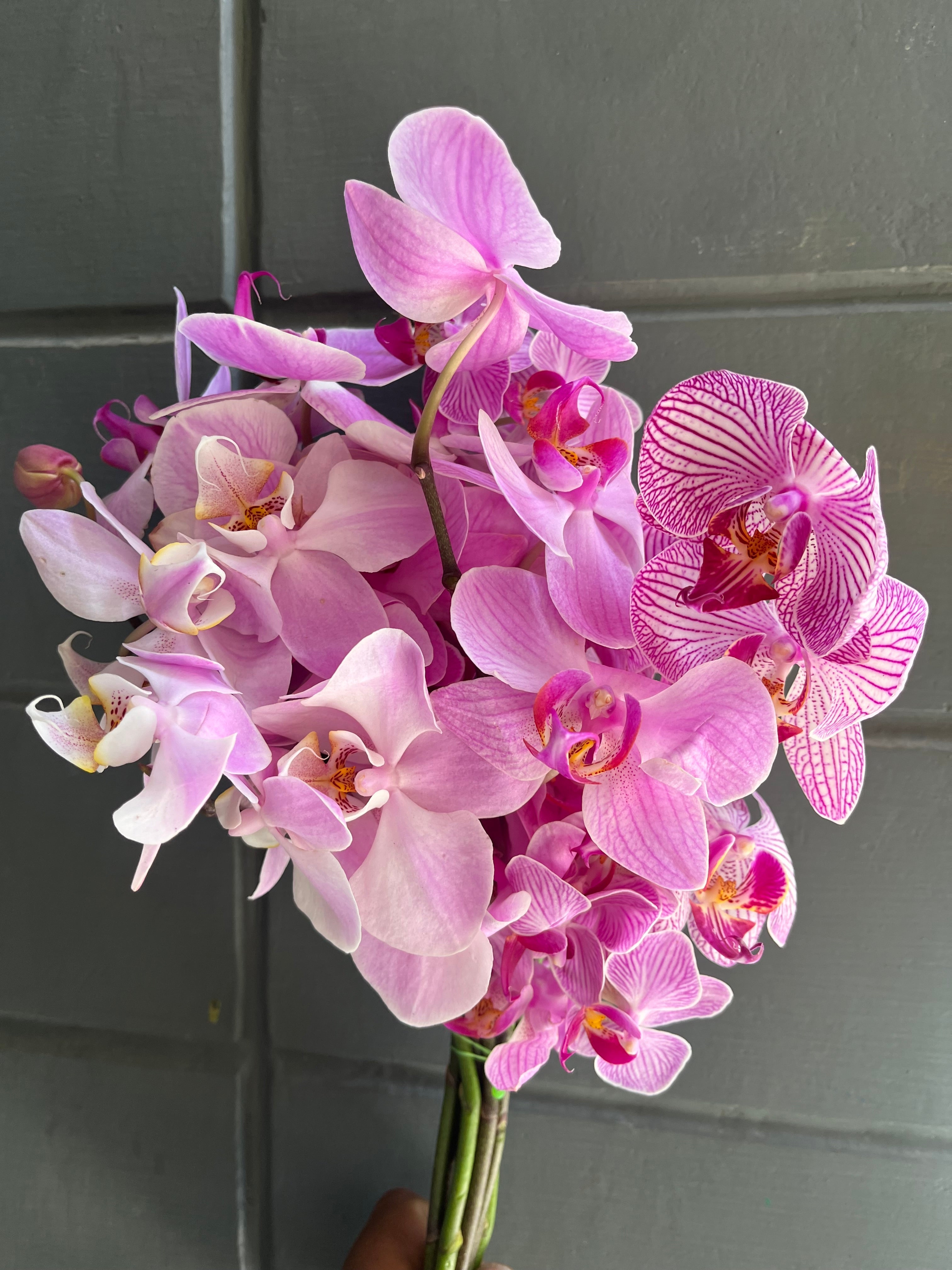Phalaenopsis Orchids