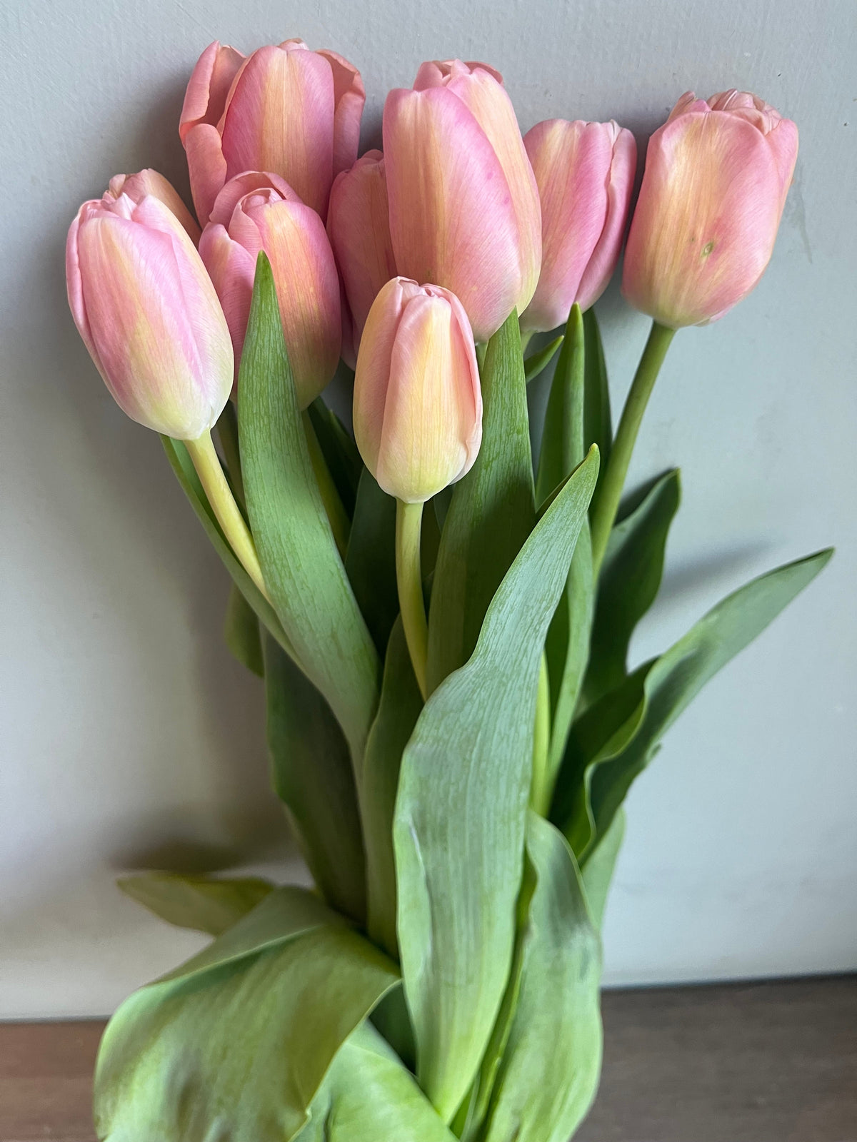 Tulips
