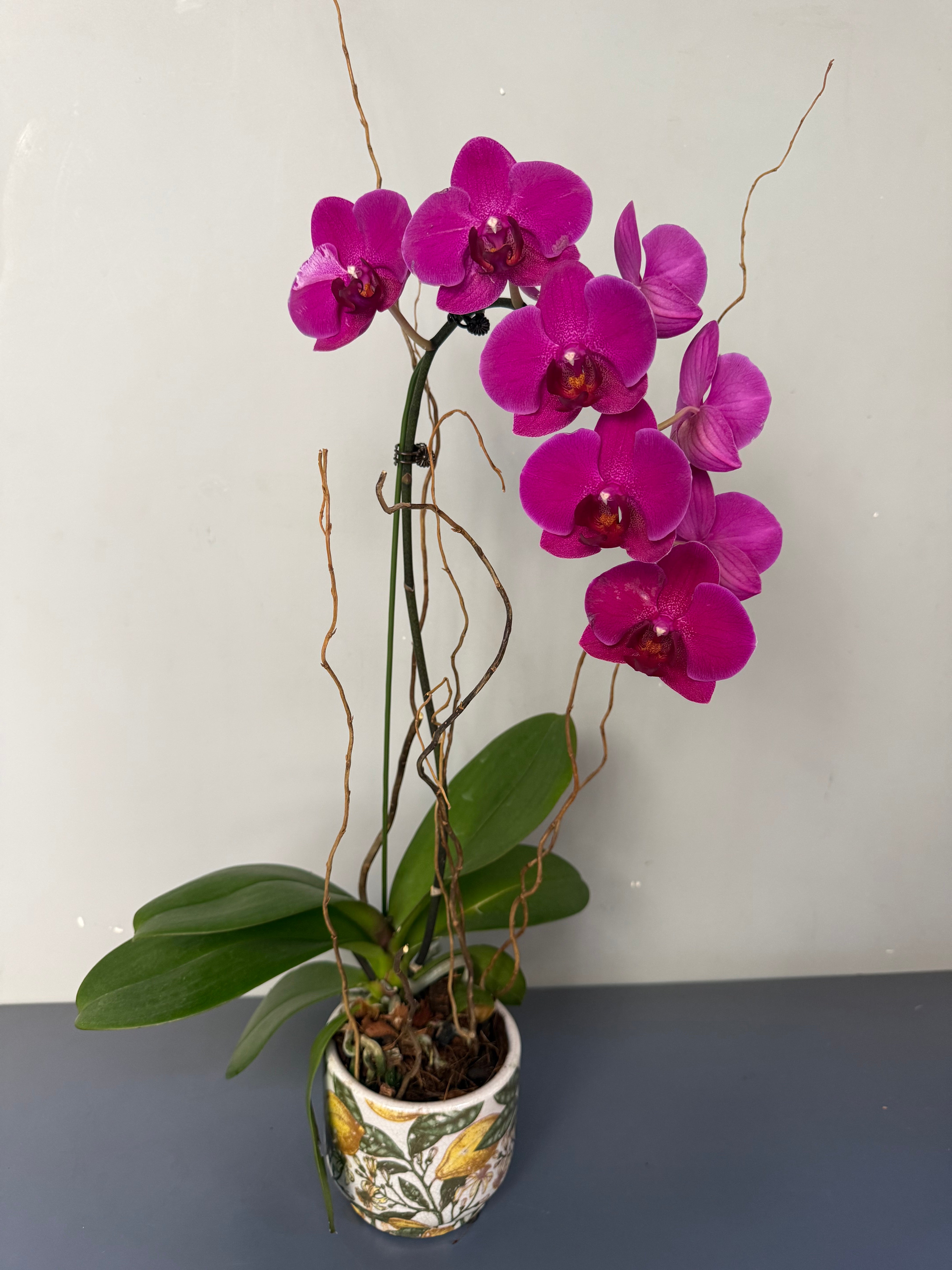 Phalaenopsis Plants - Pink