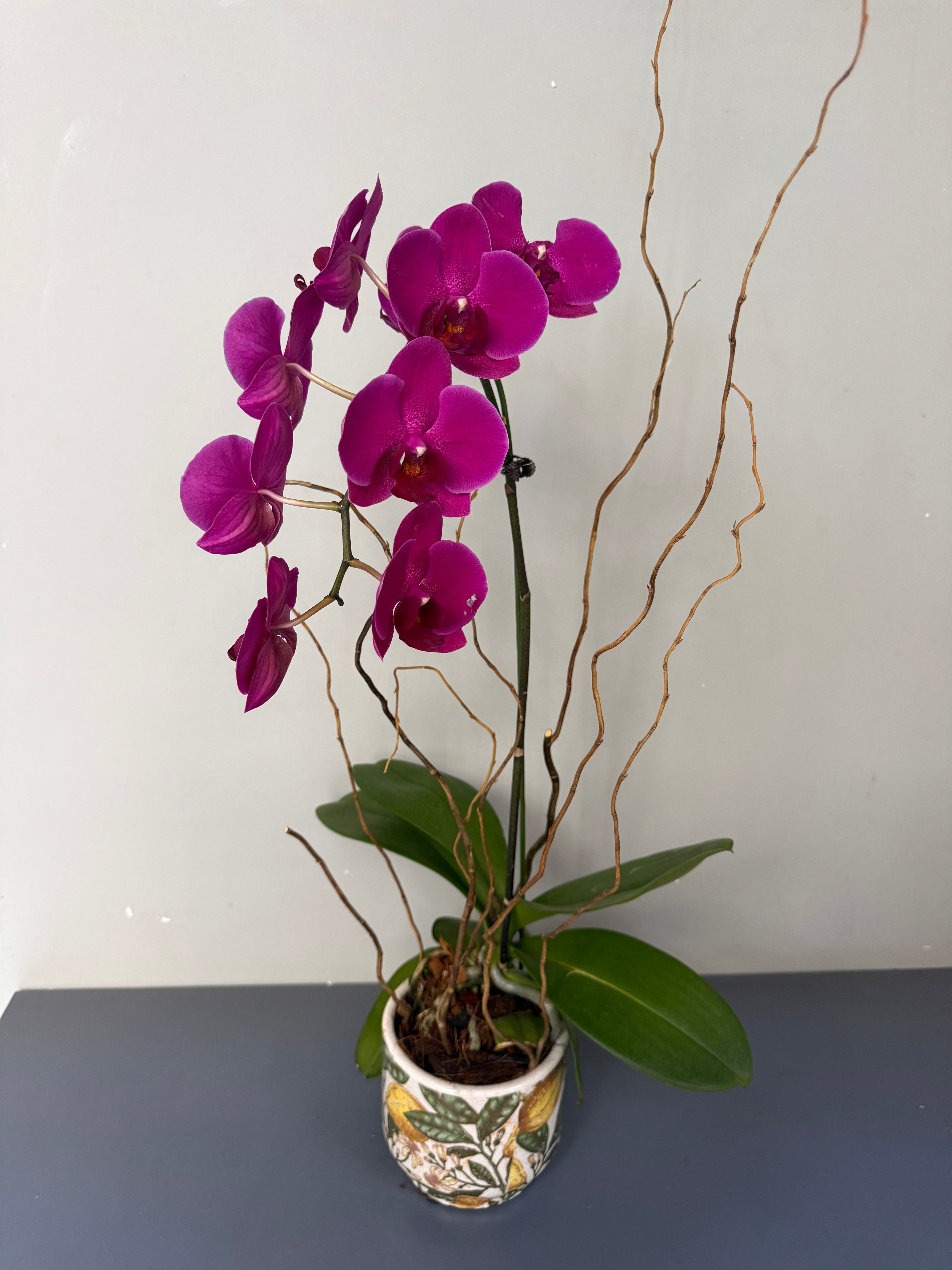 Phalaenopsis Plants - Pink