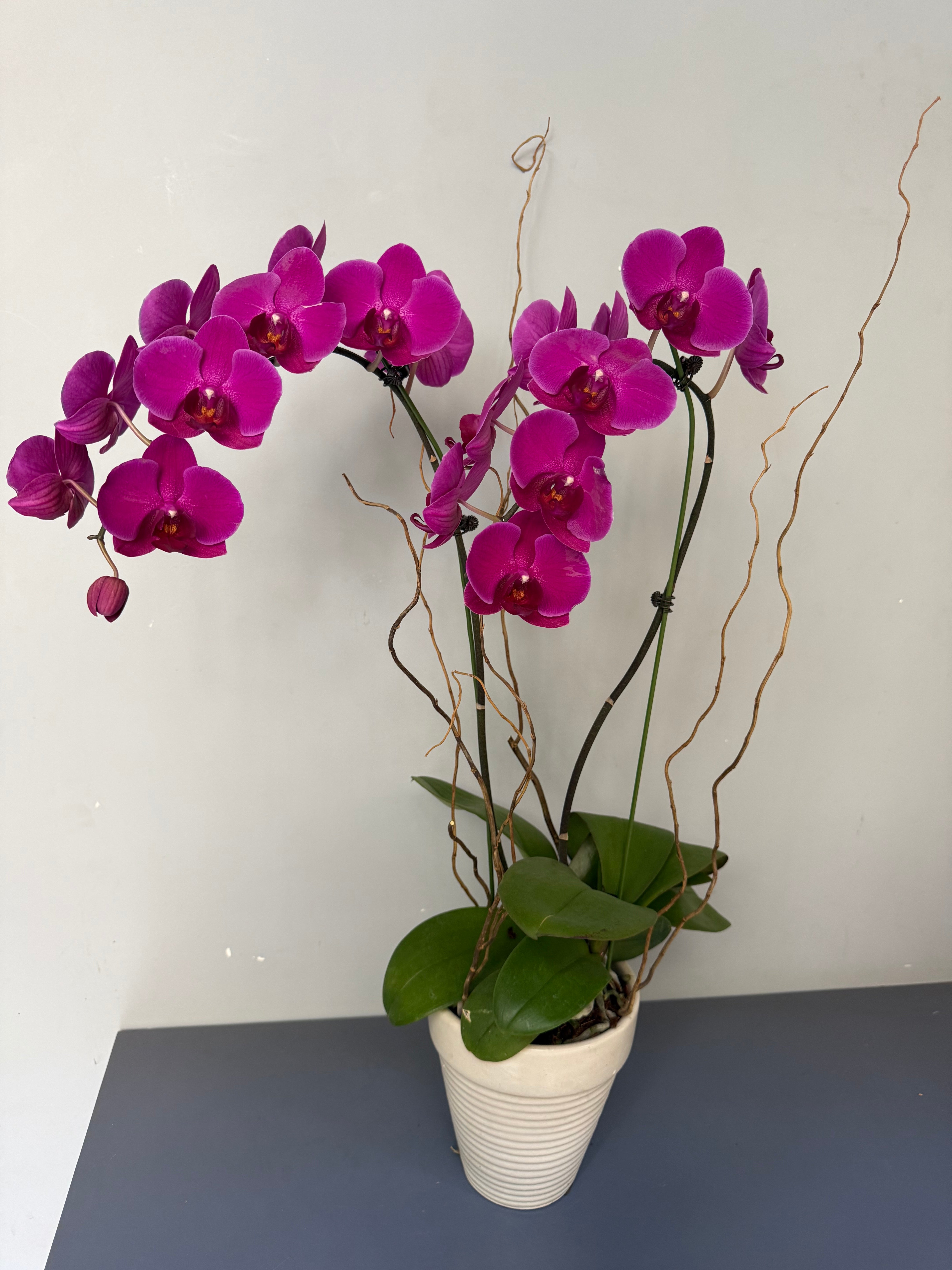 Phalaenopsis Plants - Pink
