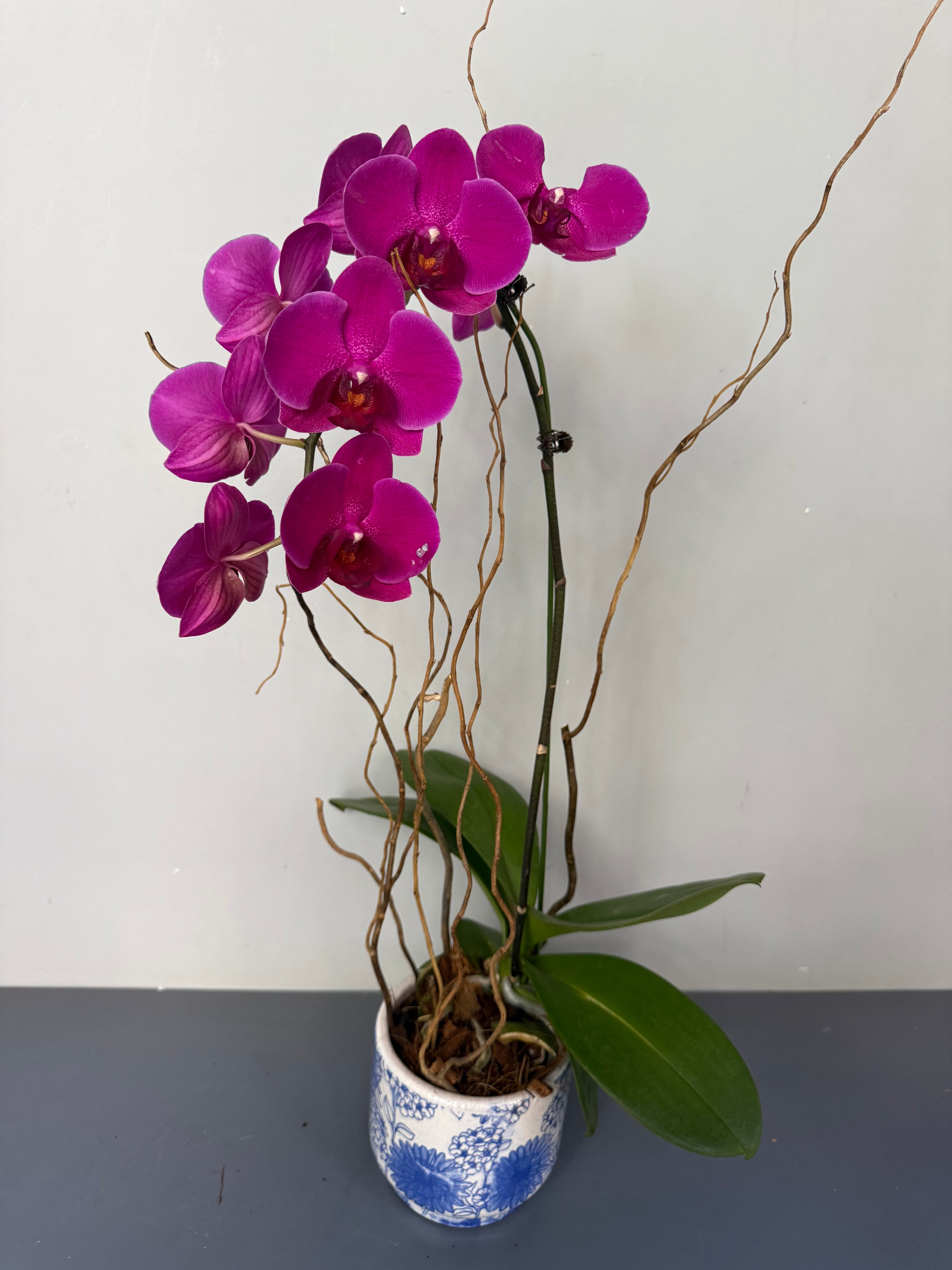 Phalaenopsis Plants - Pink