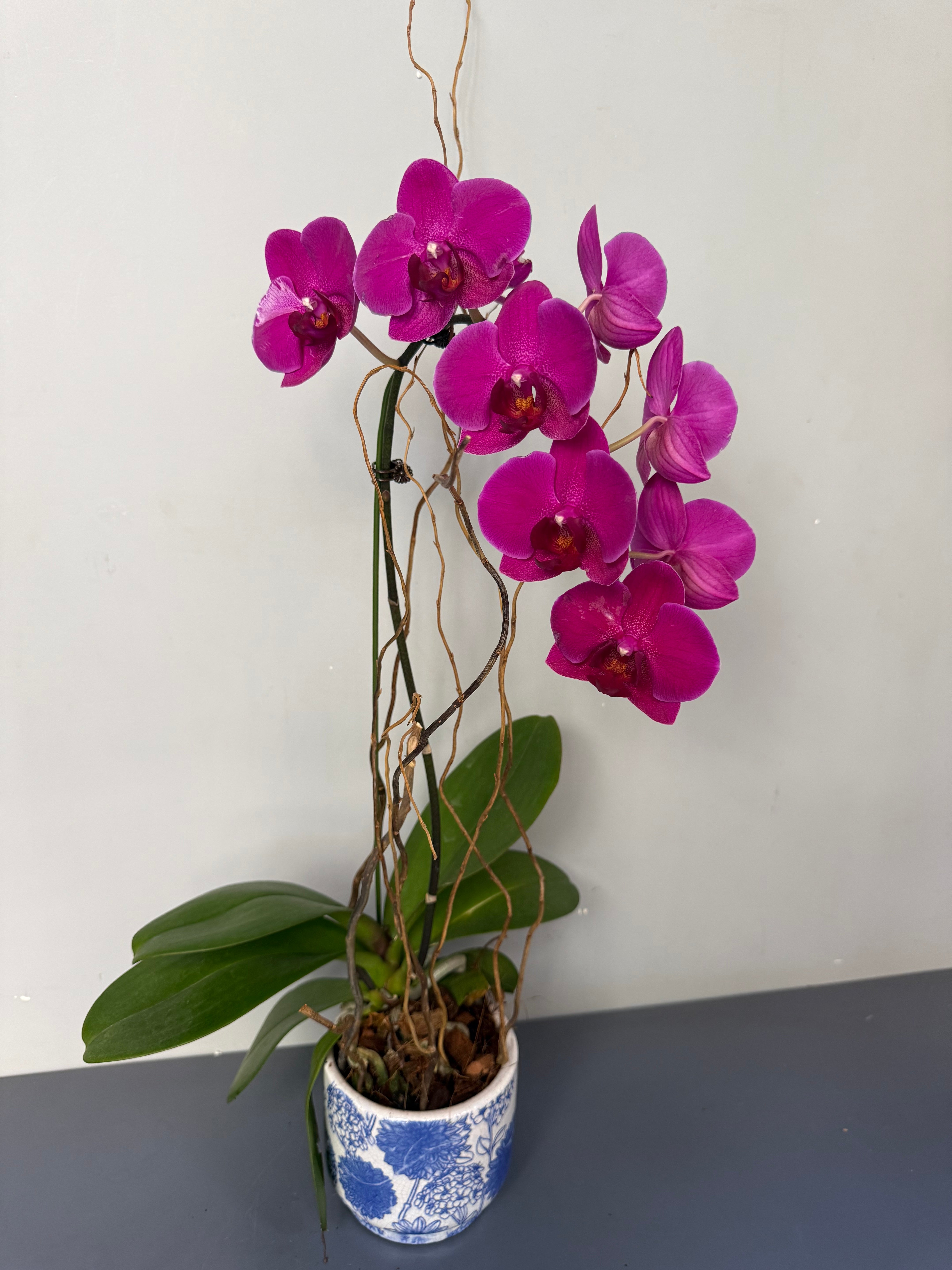 Phalaenopsis Plants - Pink