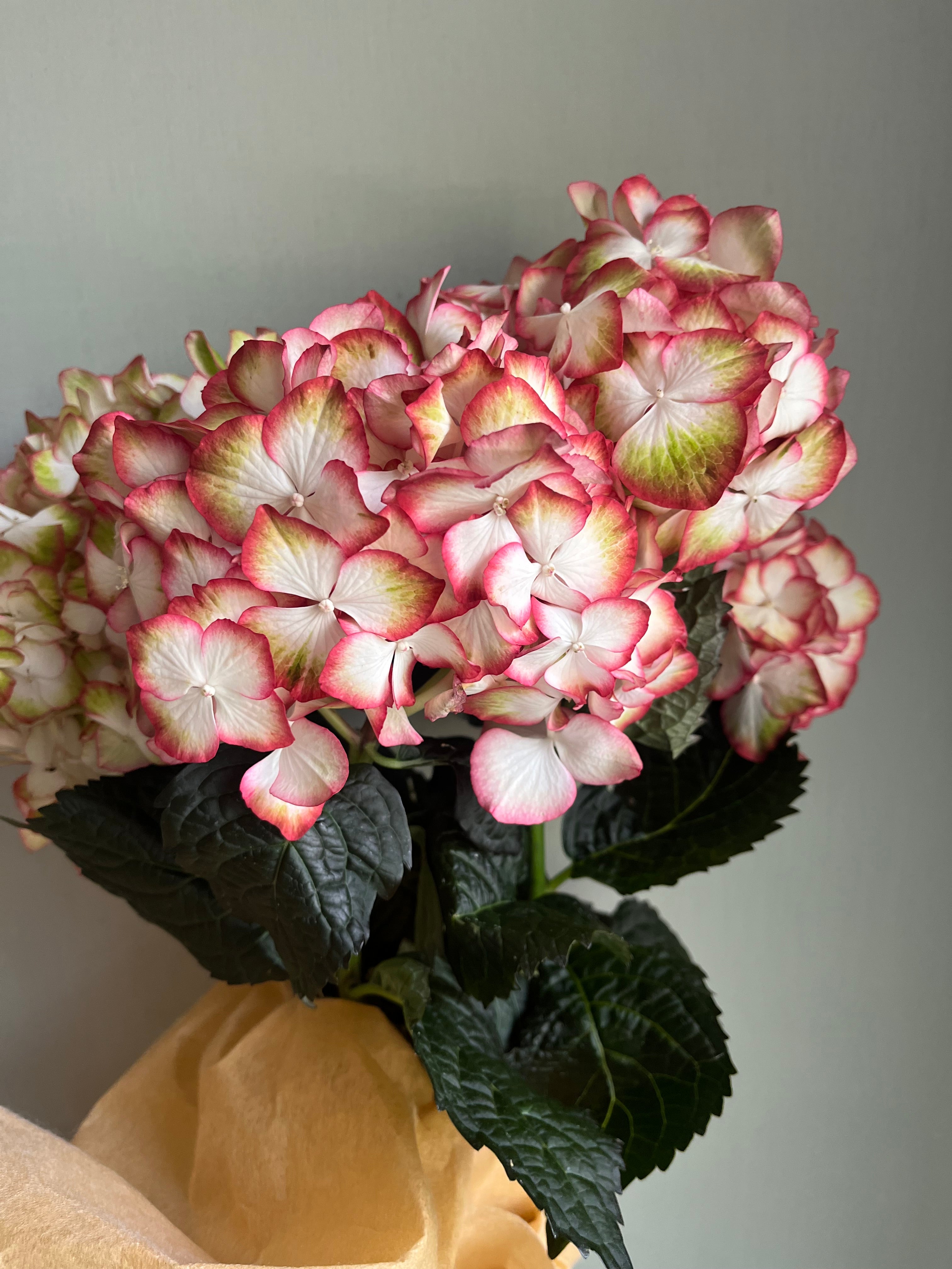 Hydrangea
