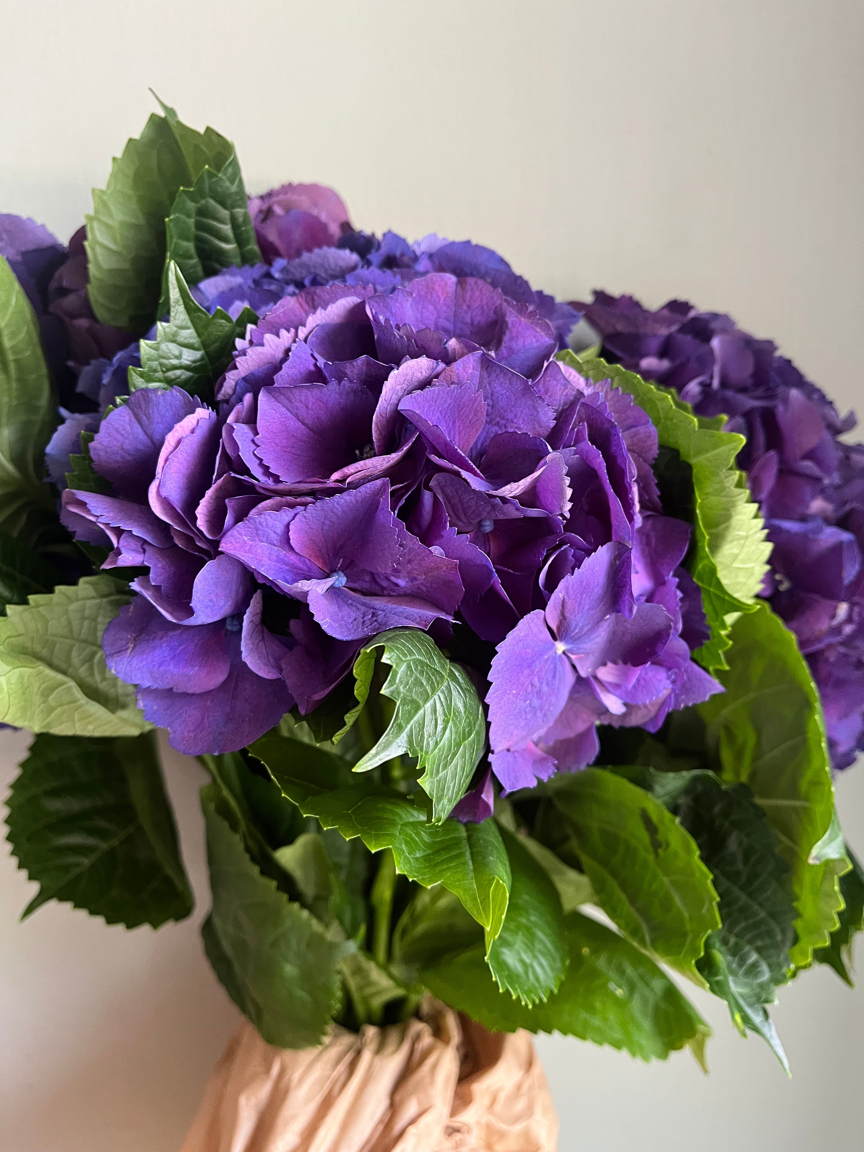 Hydrangea