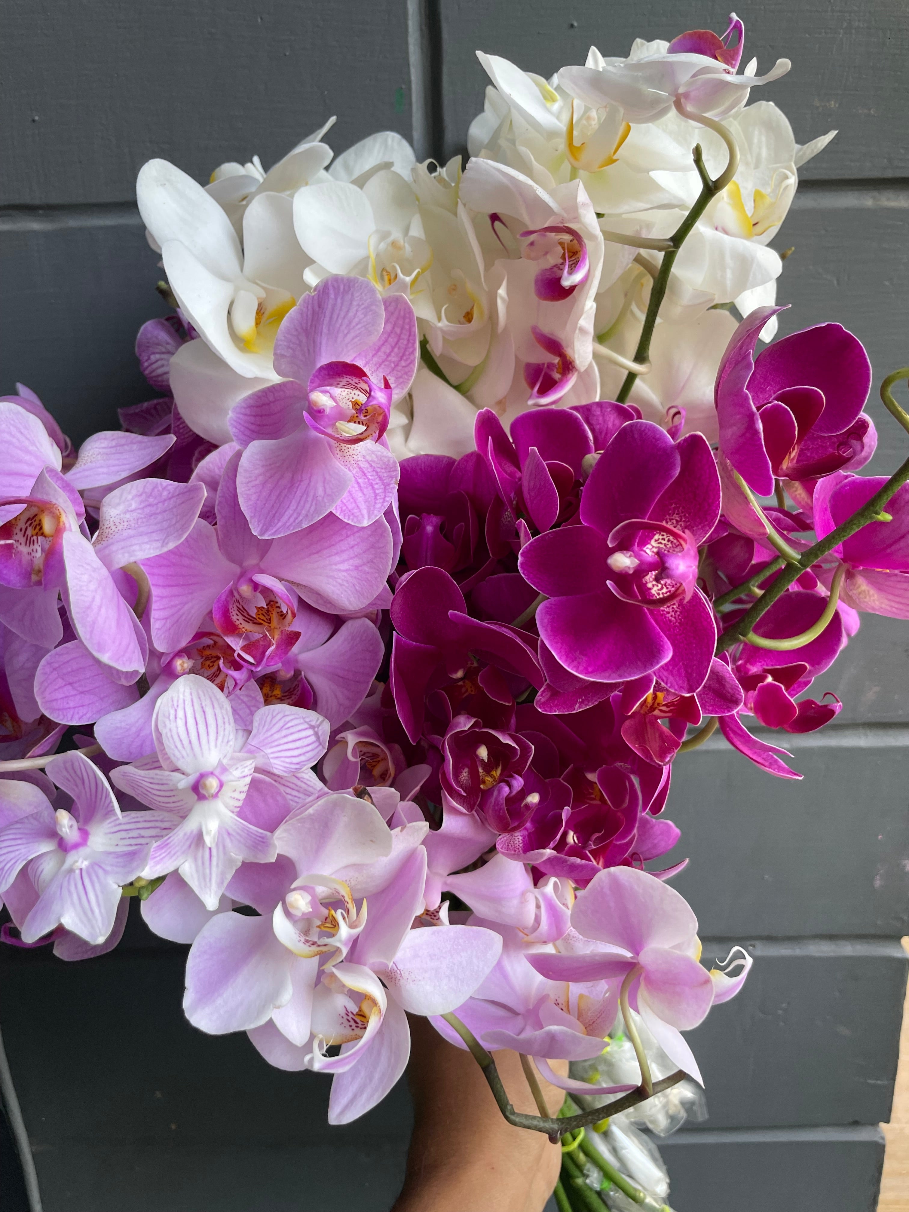 Phalaenopsis Orchids