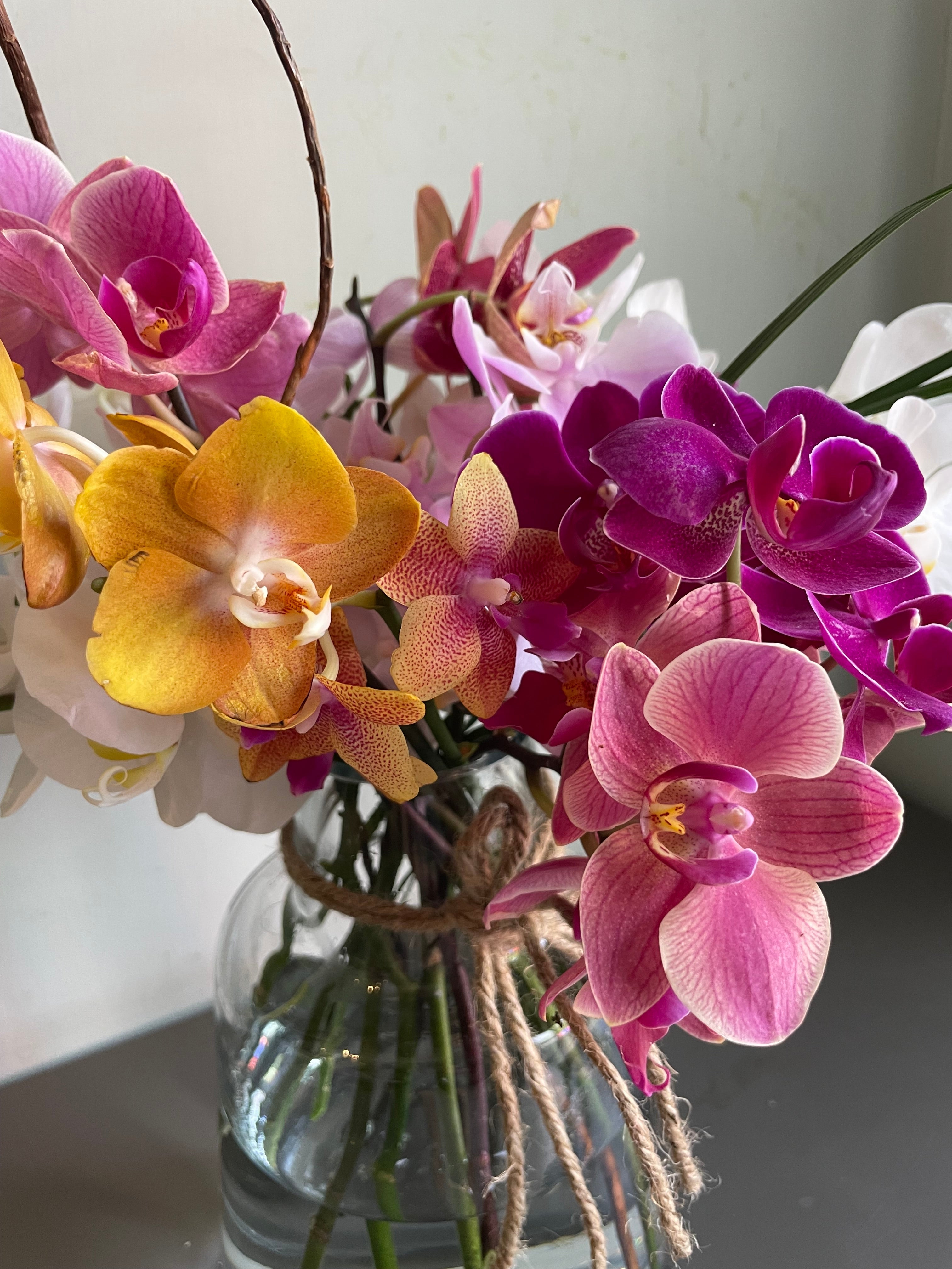 An Orchidan Saga