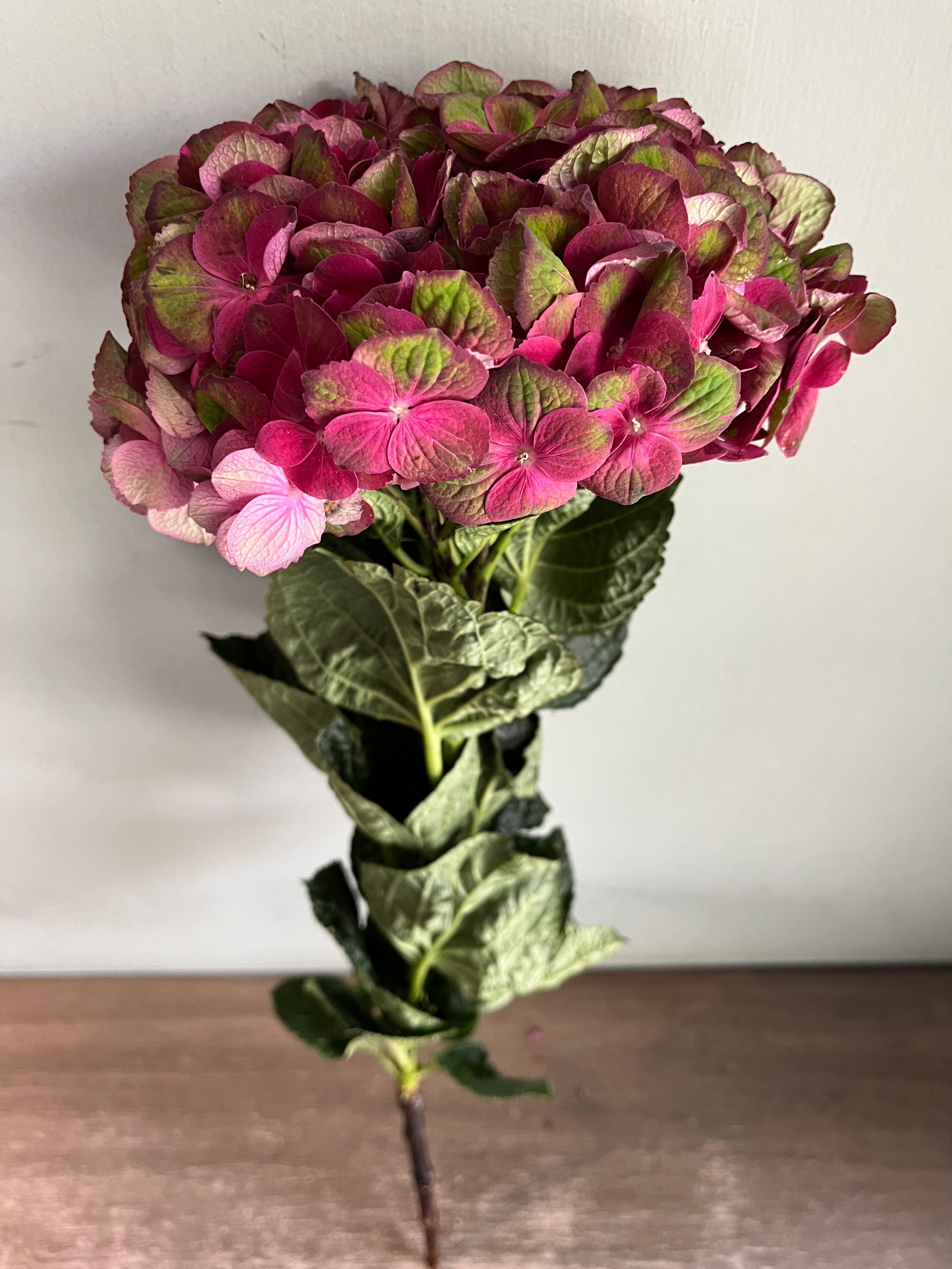 Hydrangea