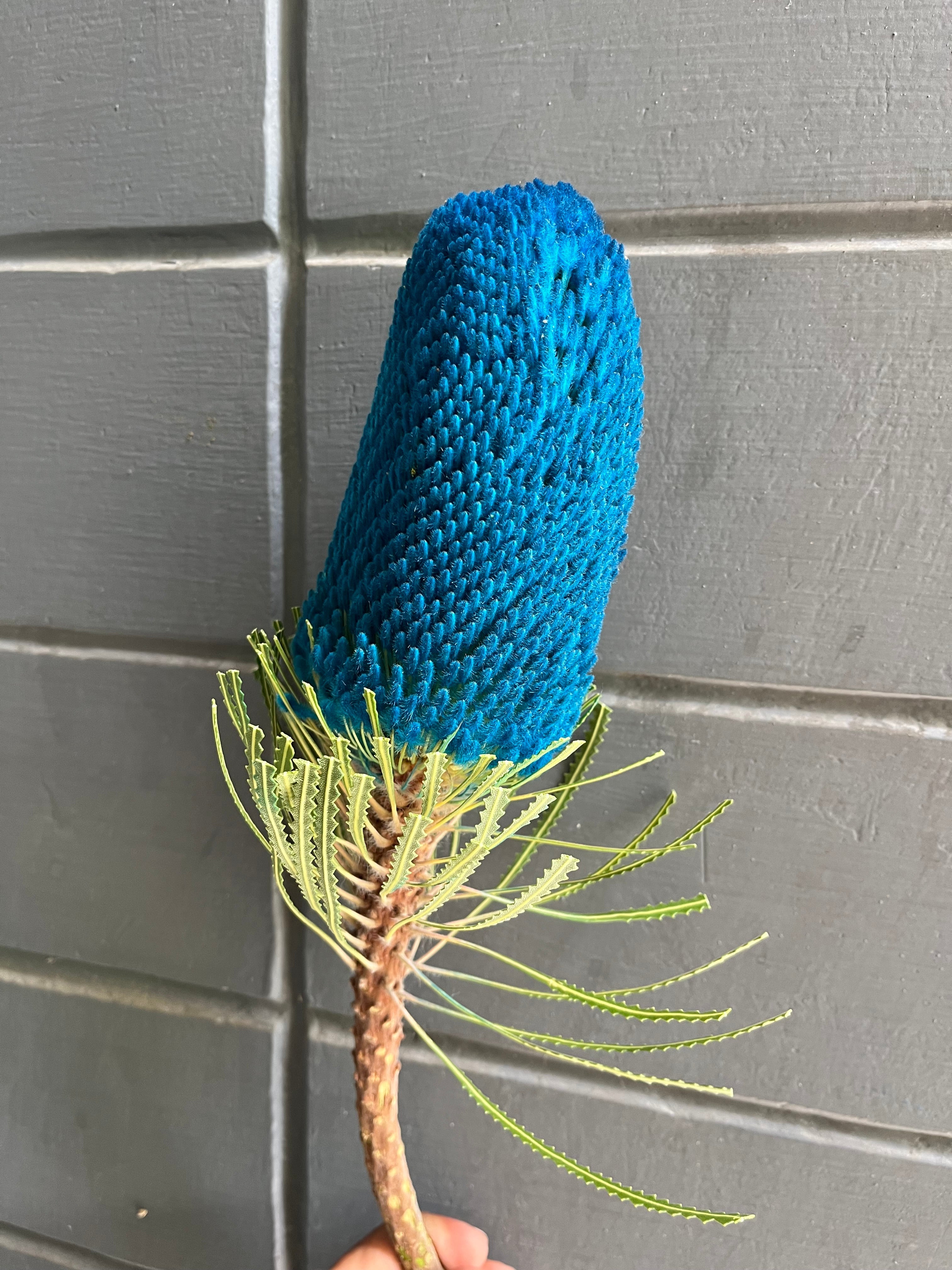 Banksia