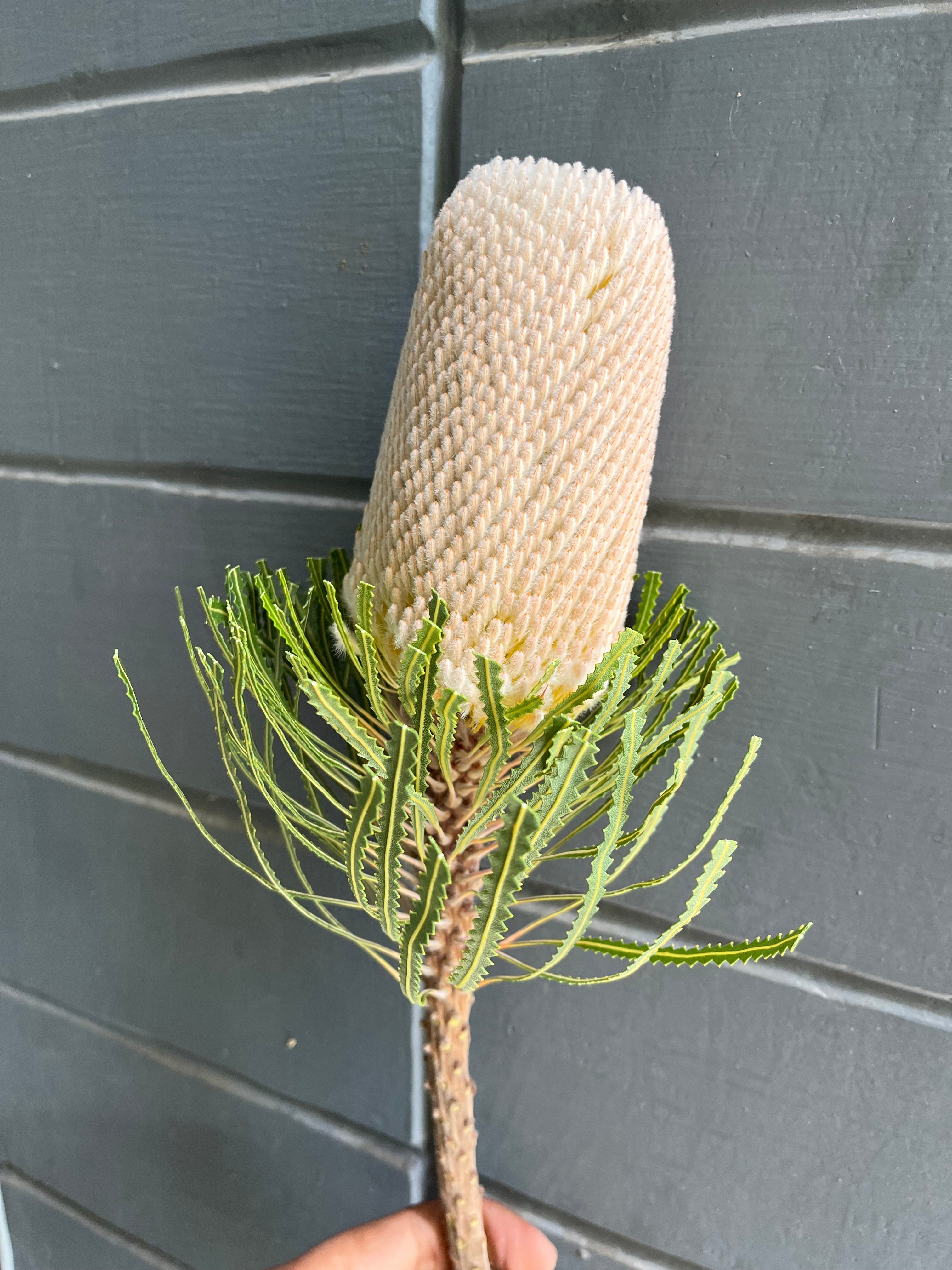 Banksia