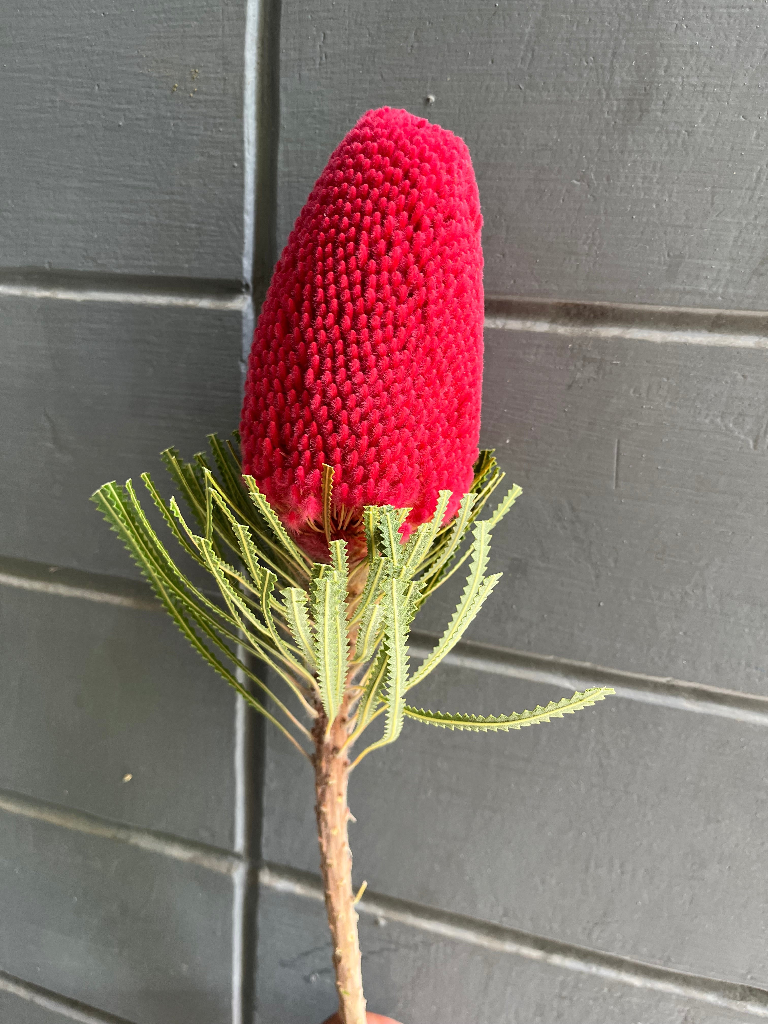 Banksia