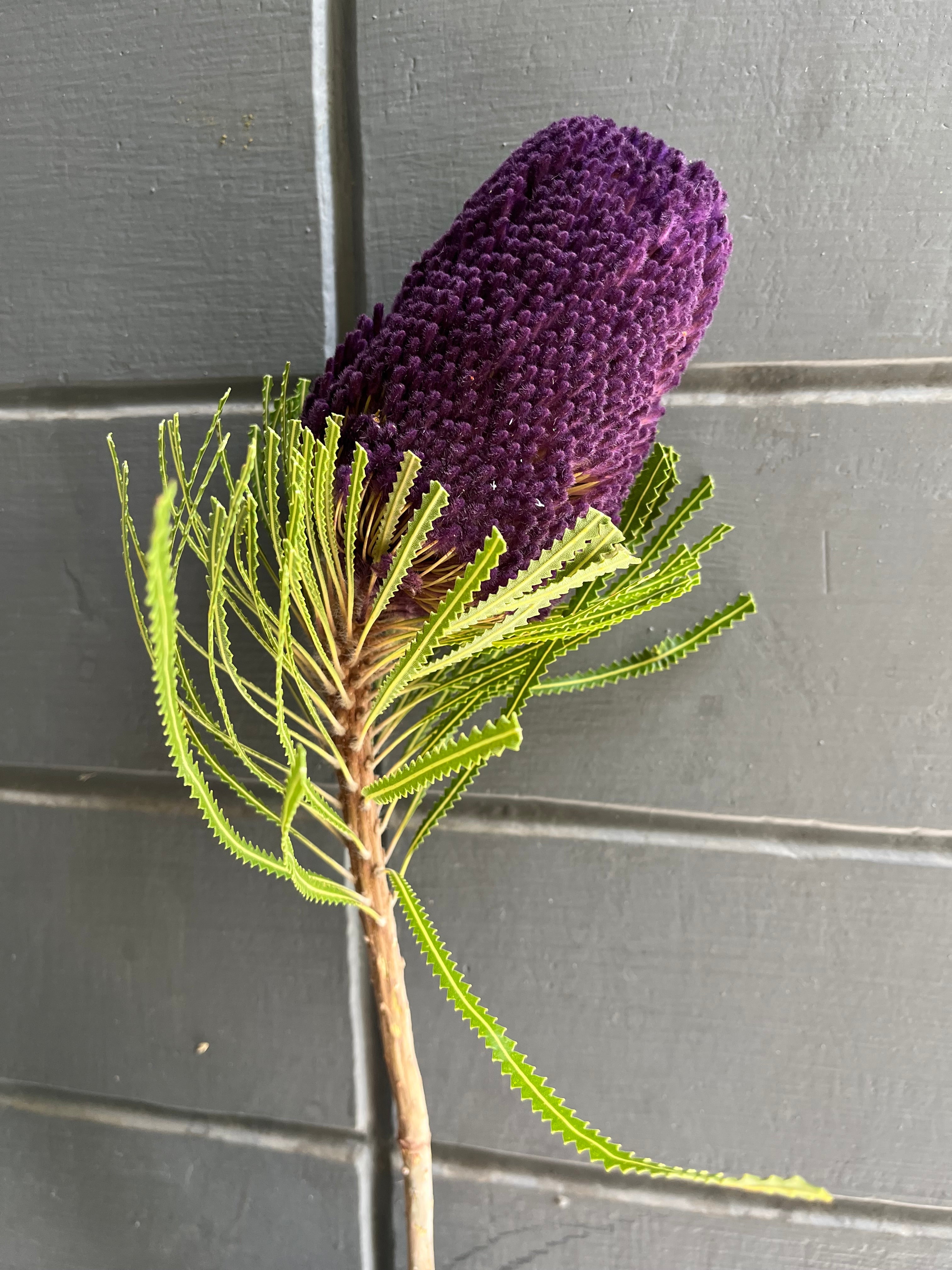 Banksia