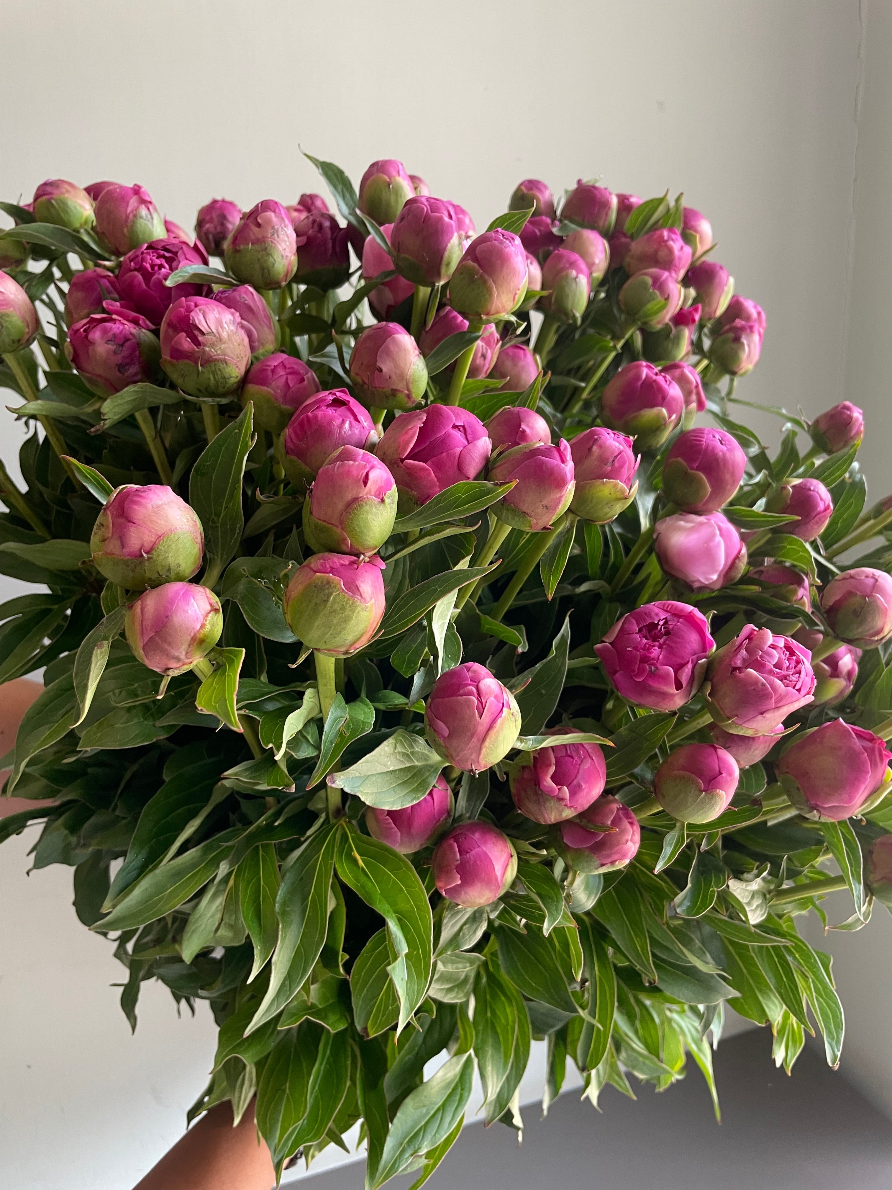 Peony