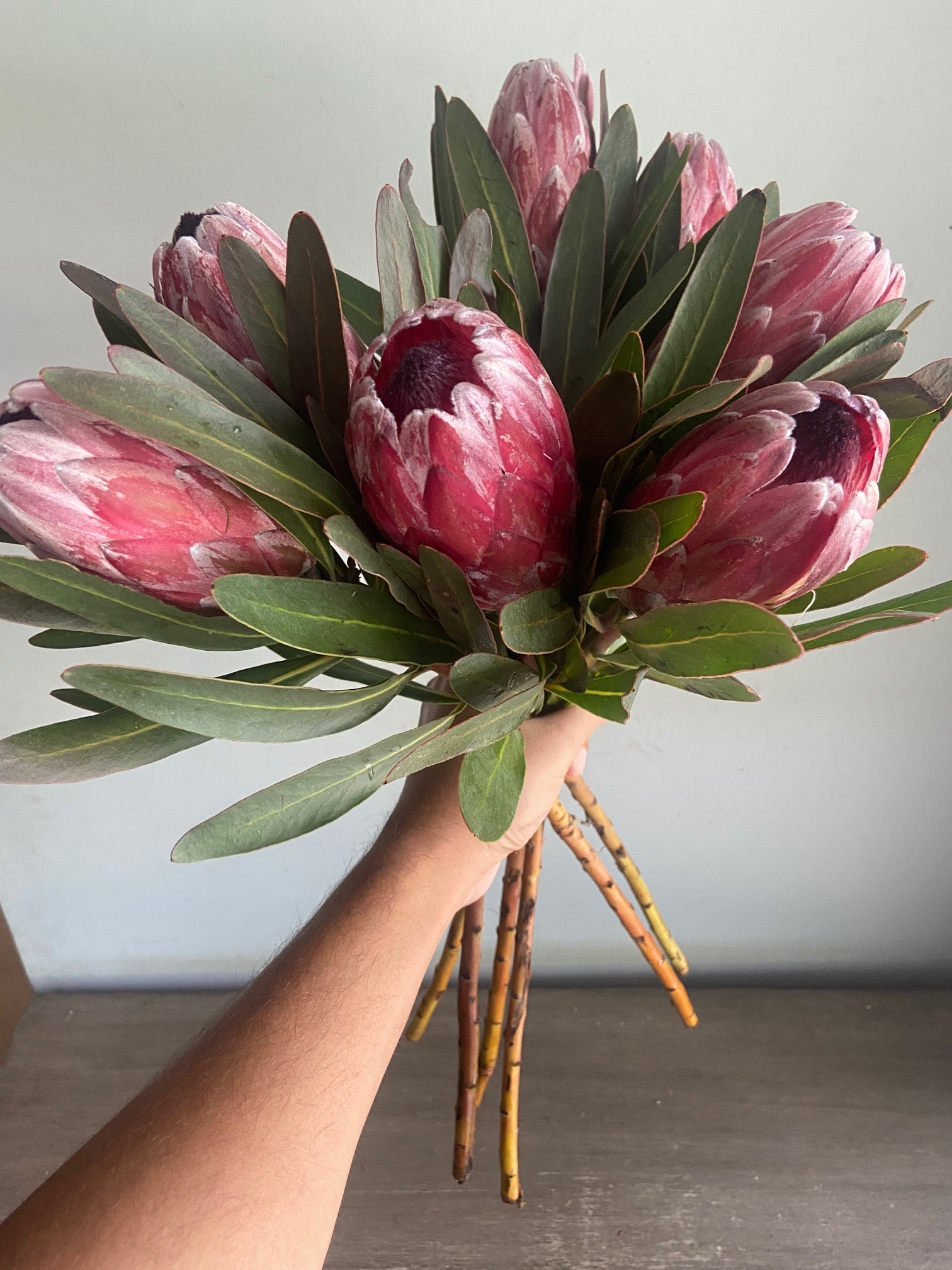 Protea