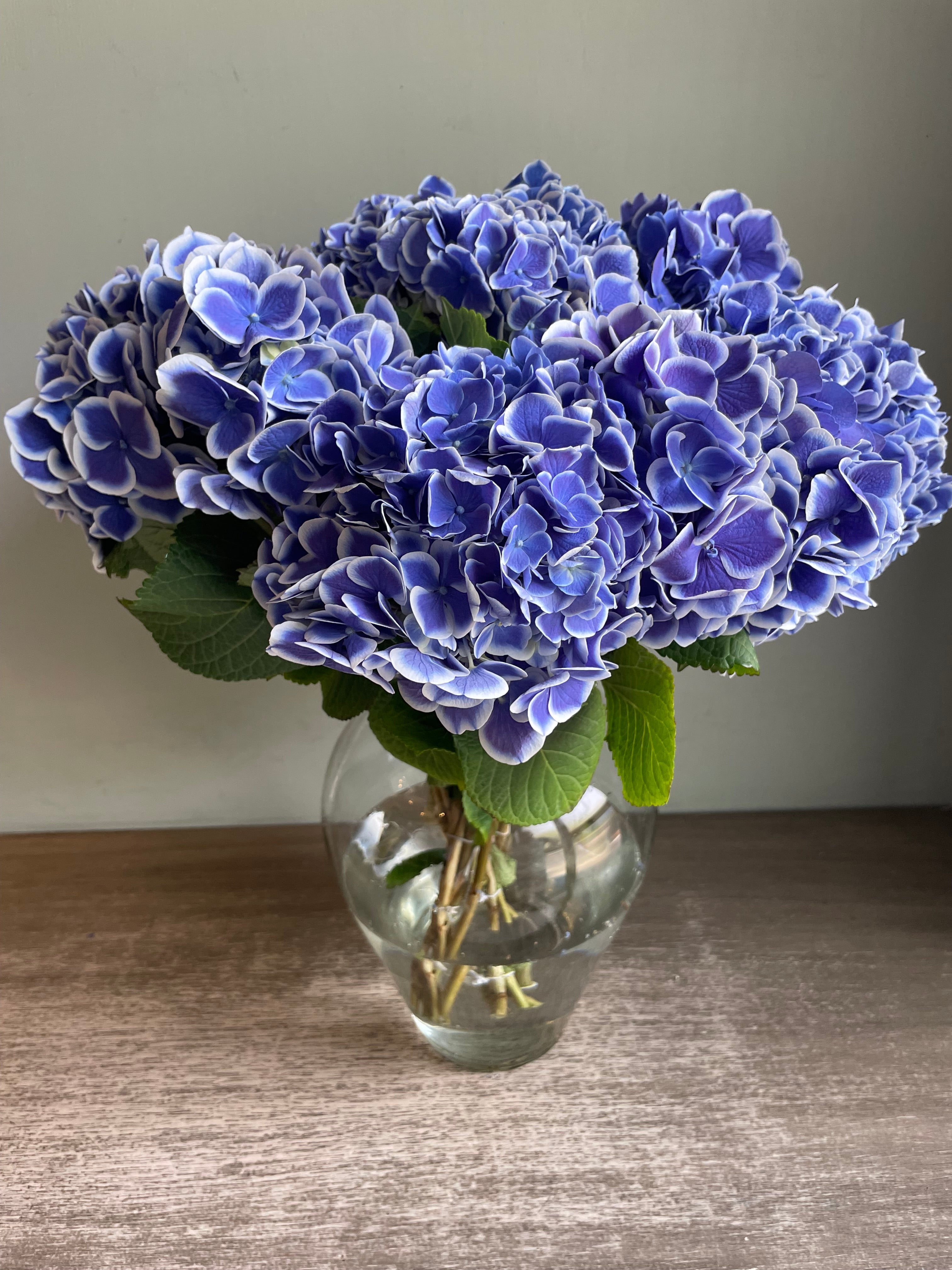 Hydrangea