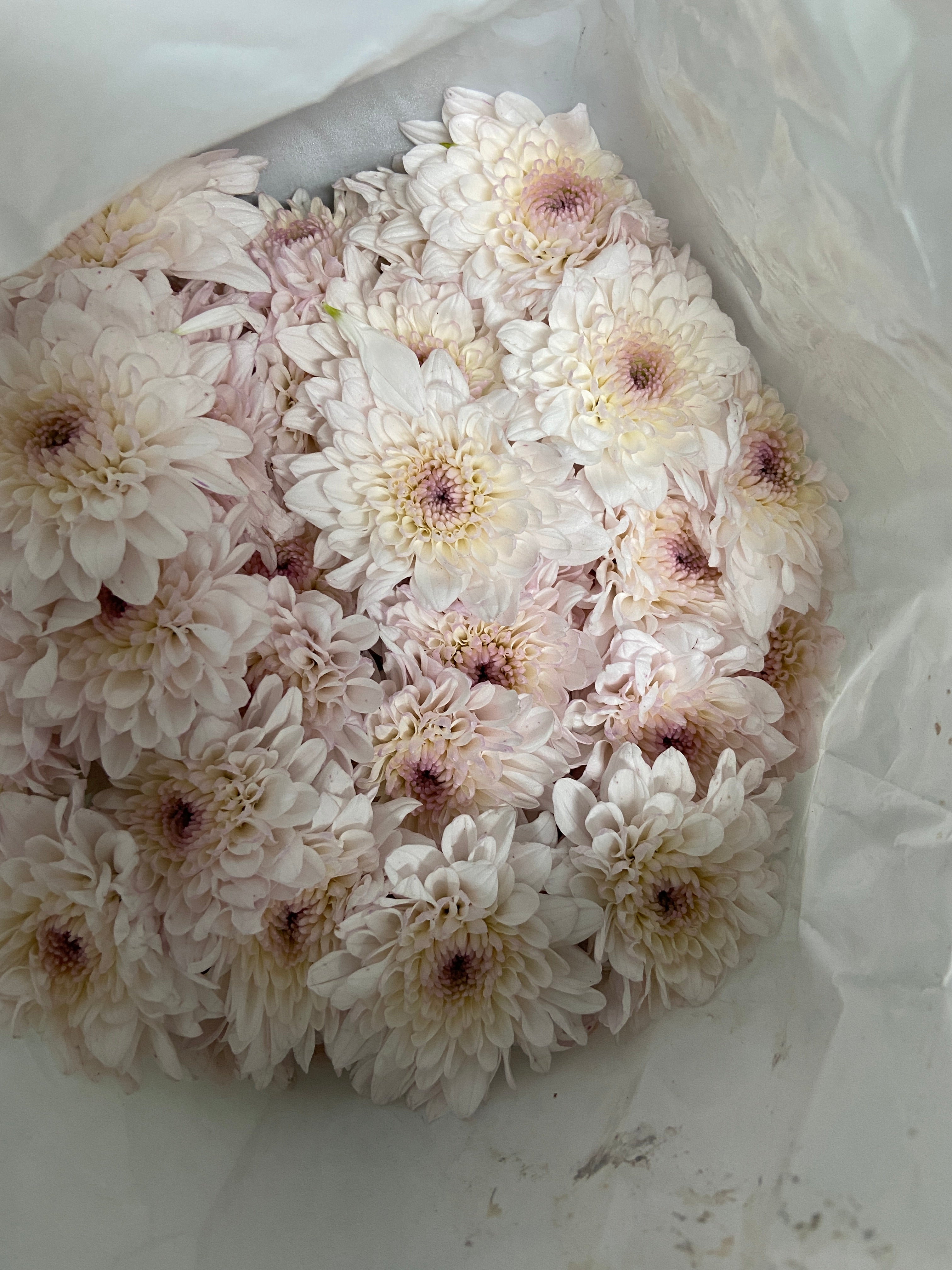 Chrysanthemum