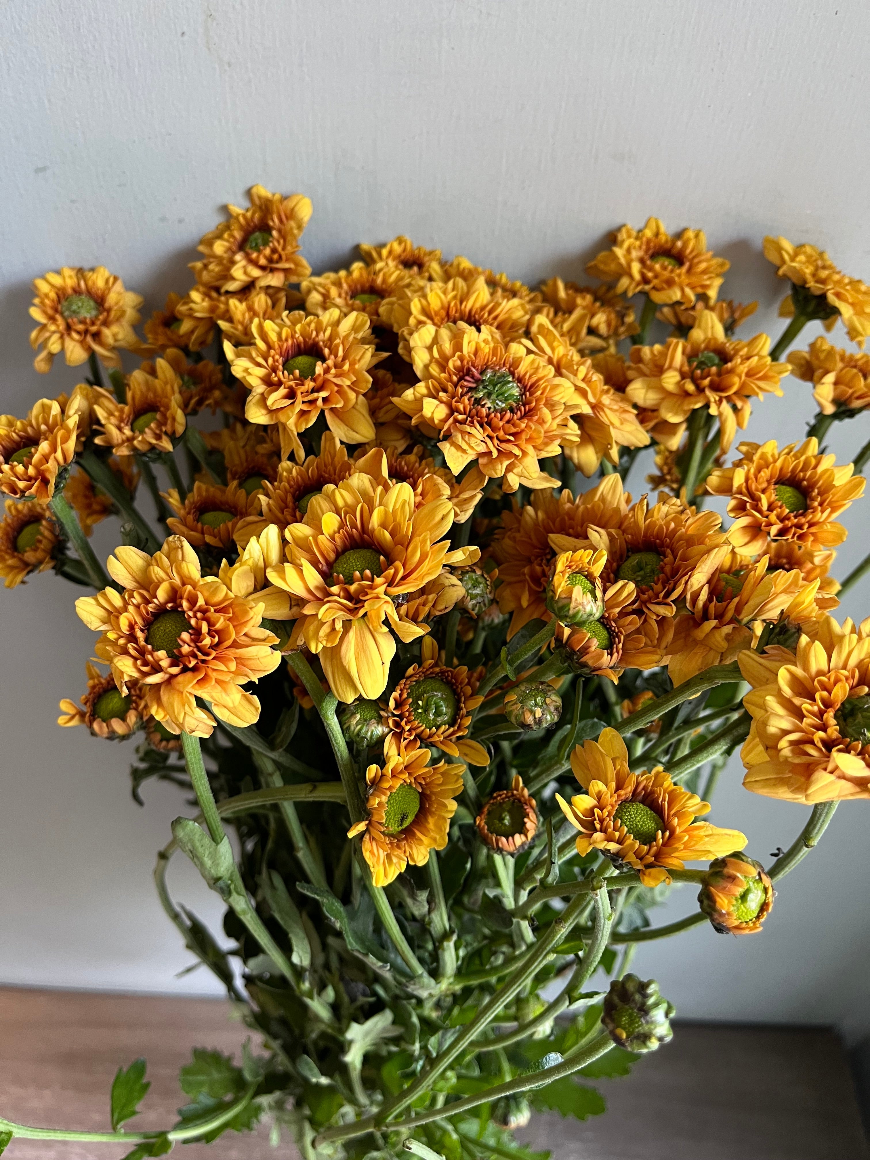Chrysanthemum