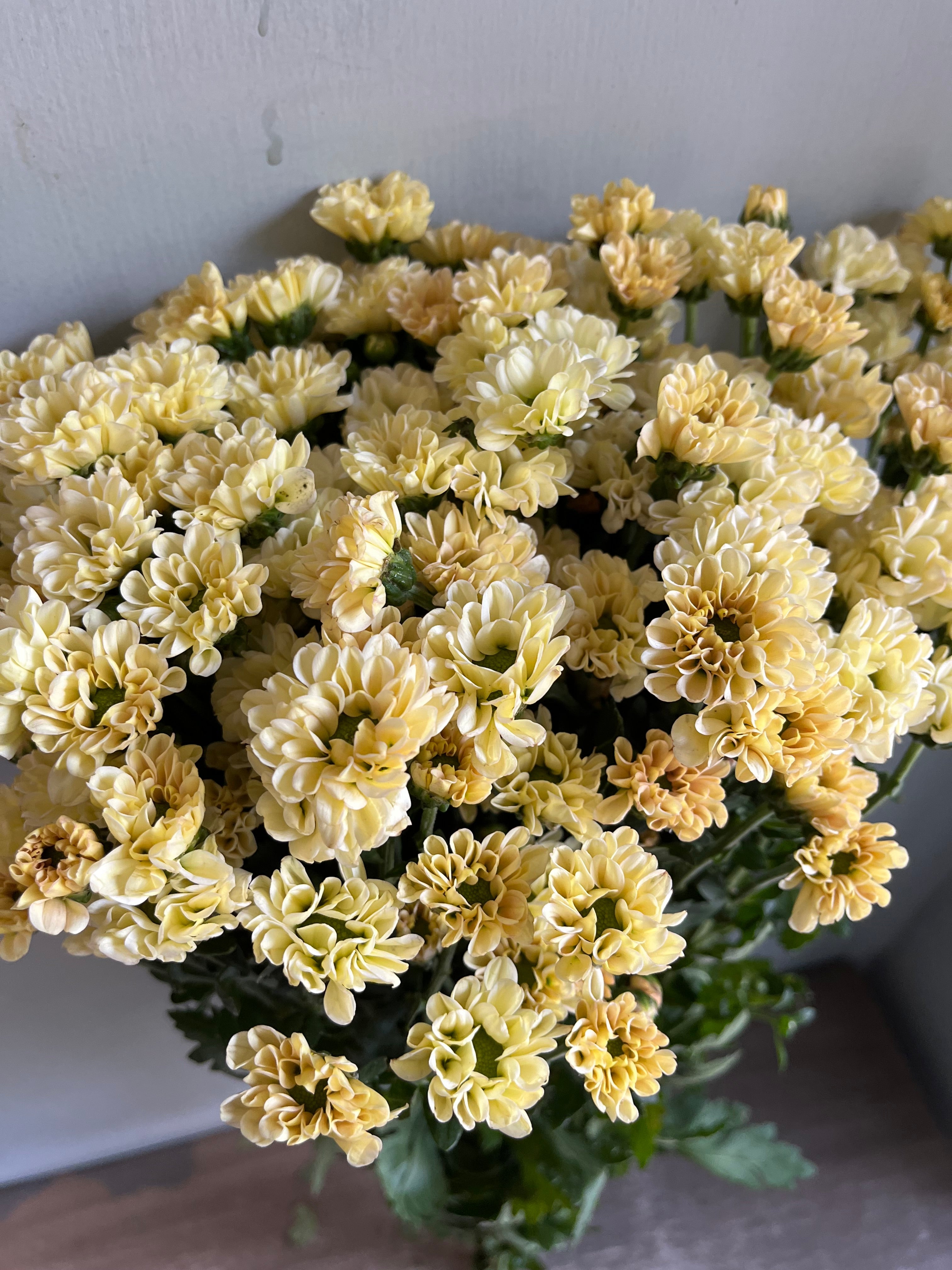 Chrysanthemum