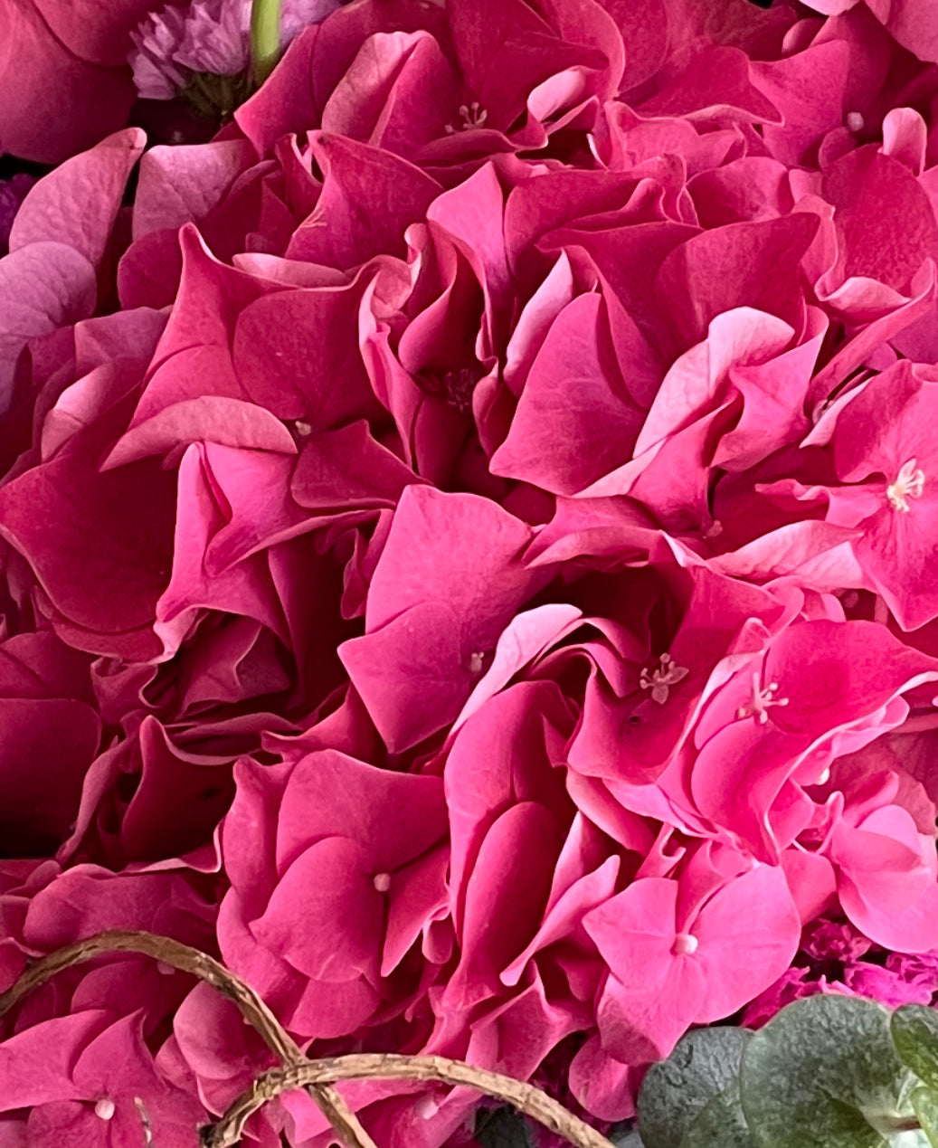 Hydrangea