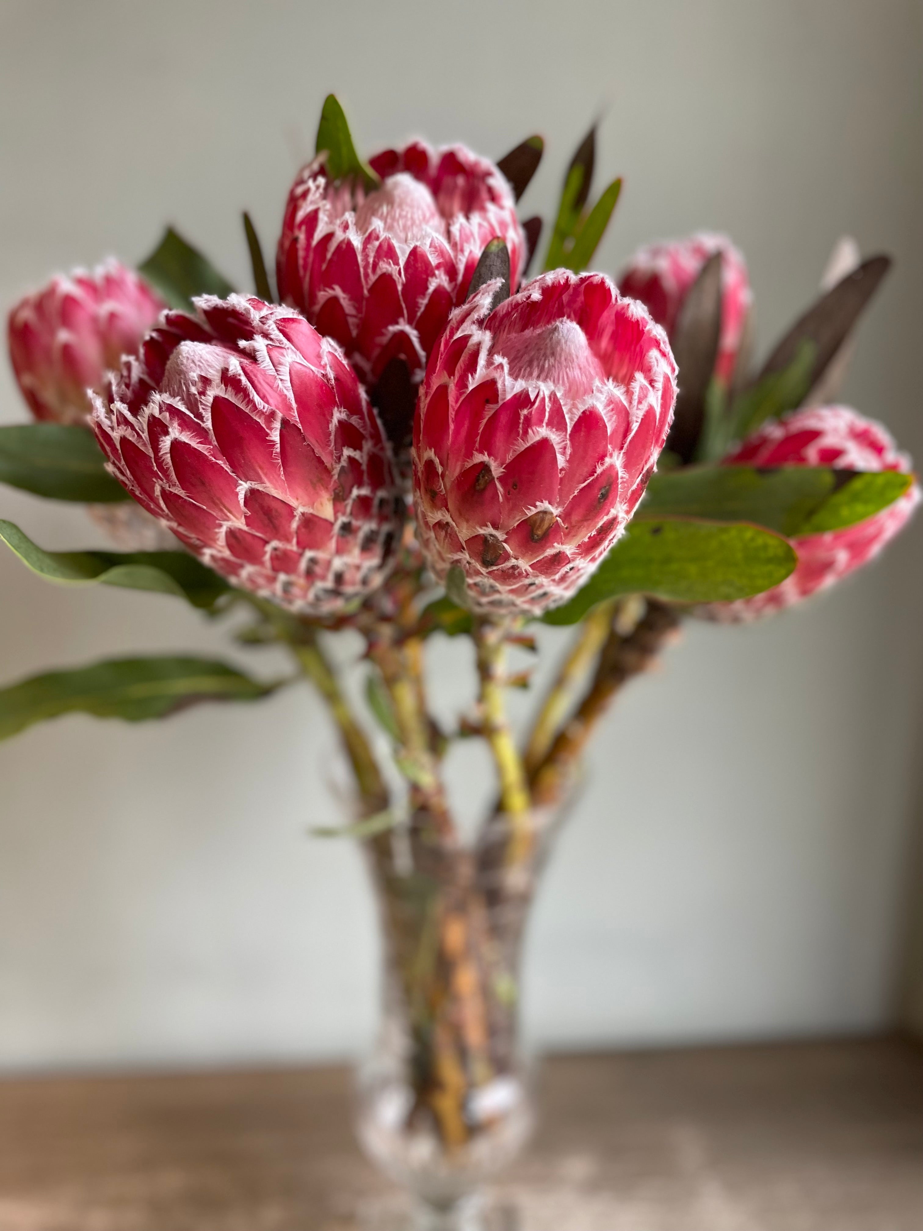 Queen Protea