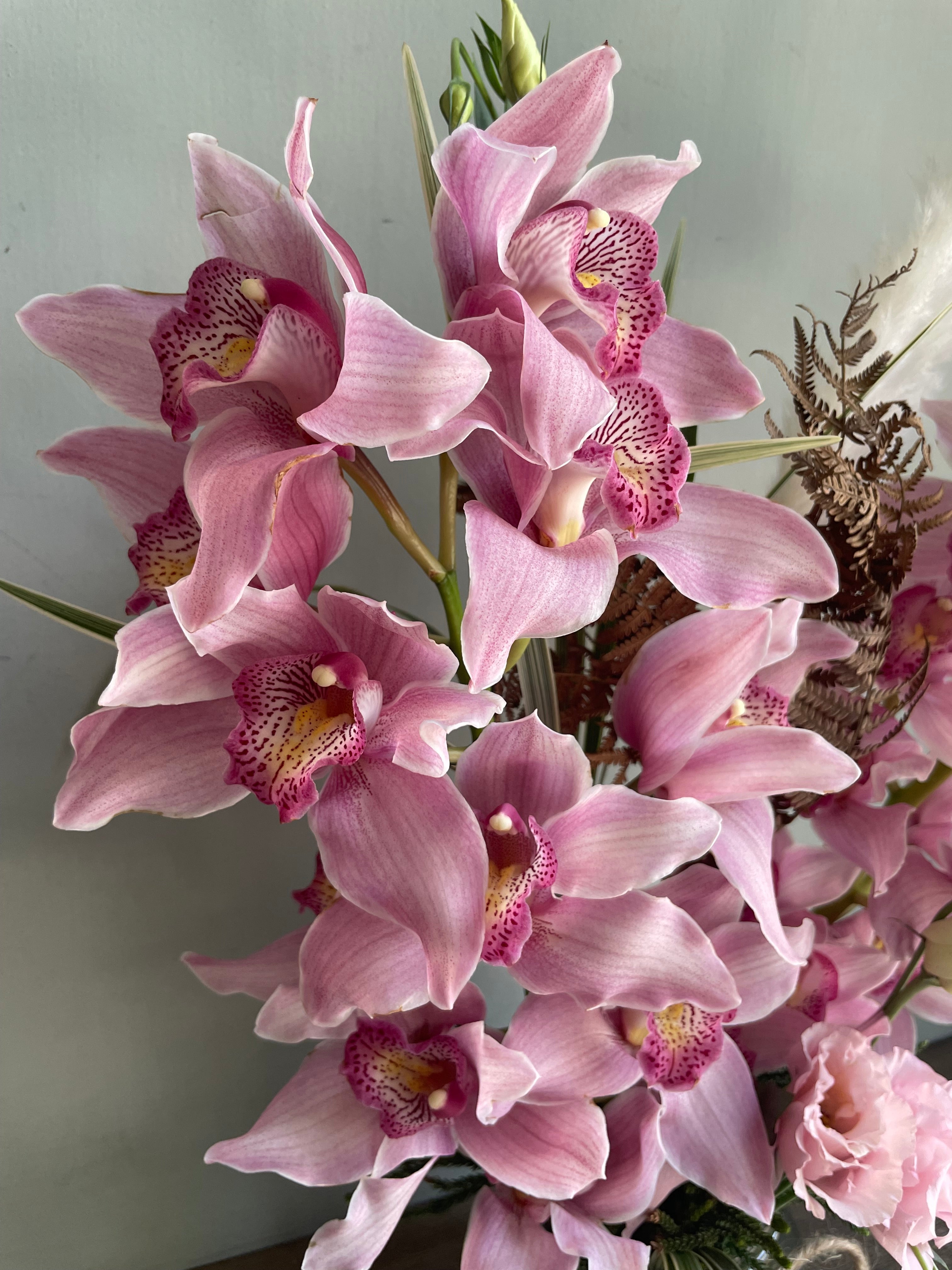 Orchid Dreams