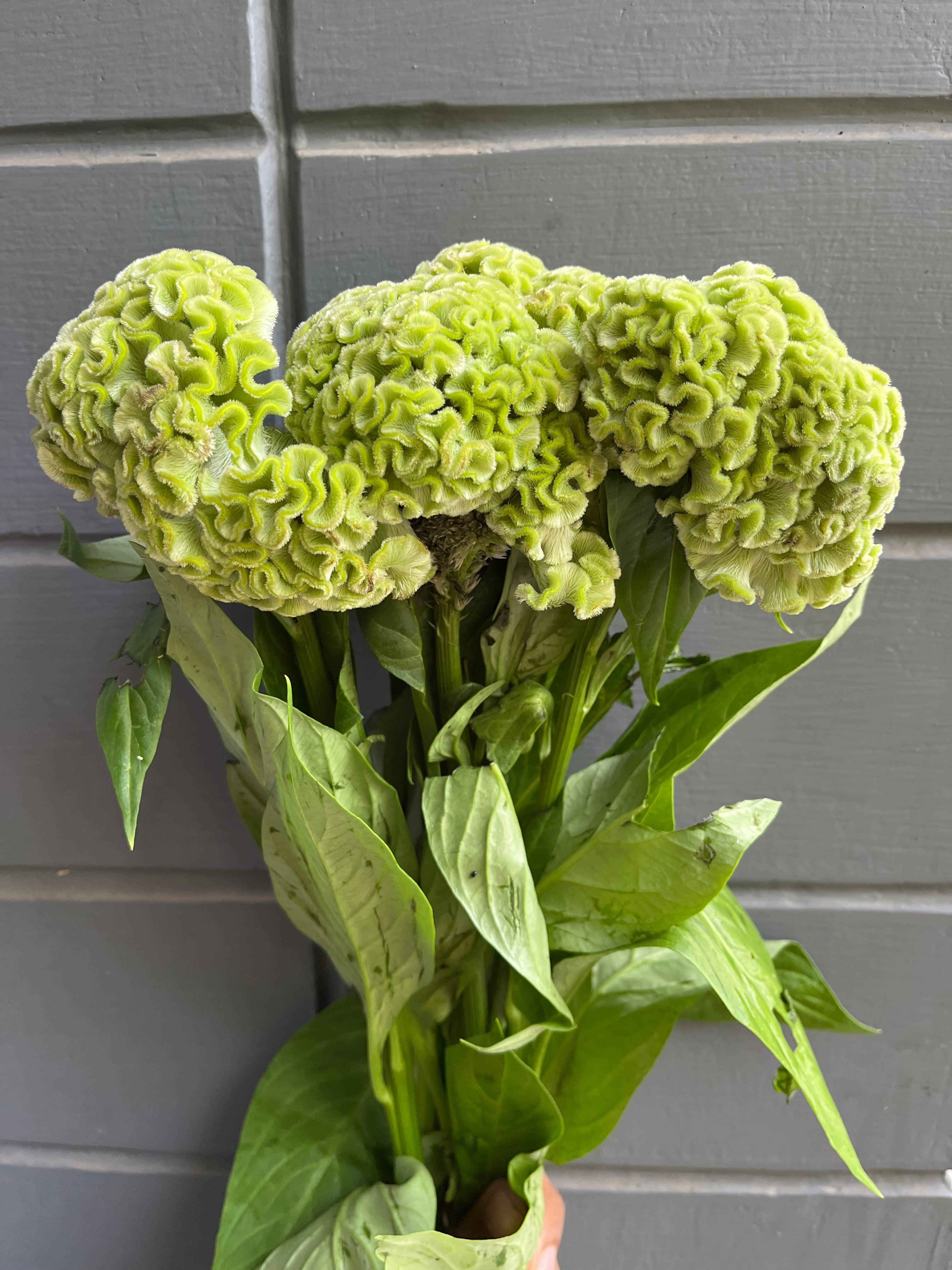 Cockscomb